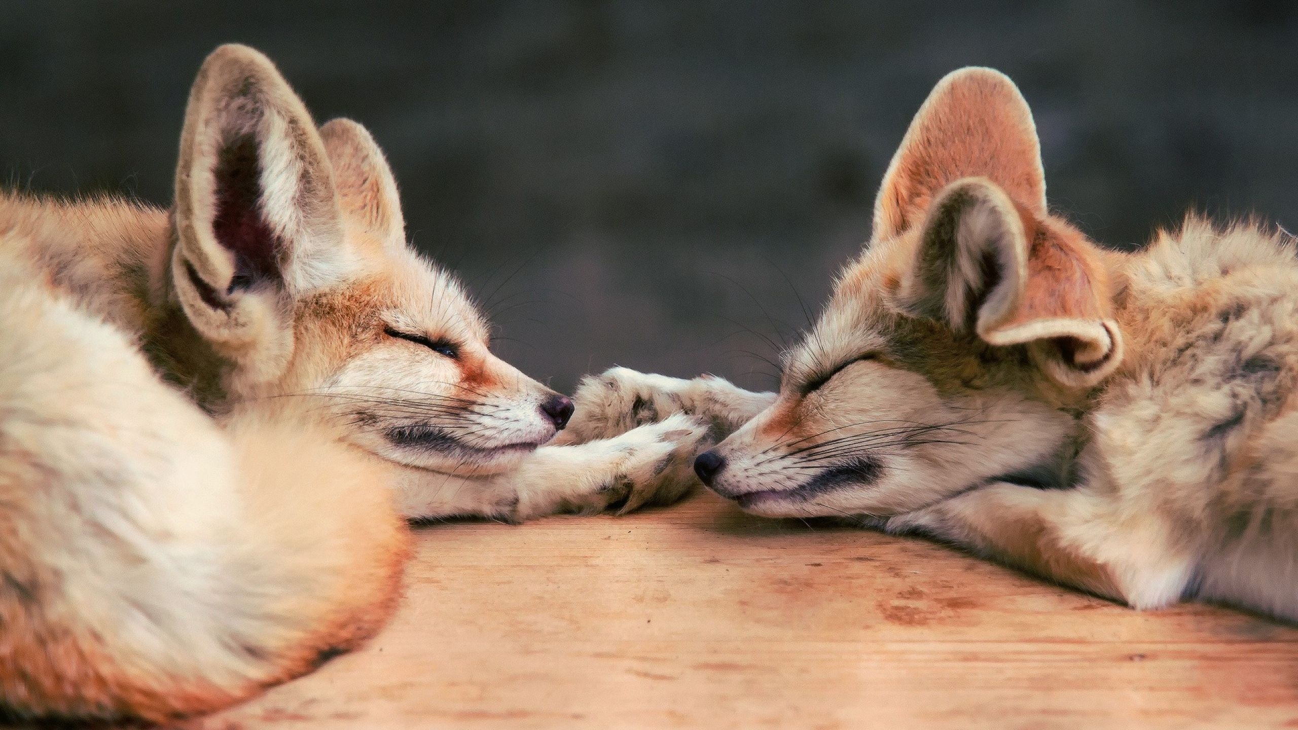 Fennec Fox, HD wallpapers, Tiny baby animal, Adorable fennec, 2560x1440 HD Desktop