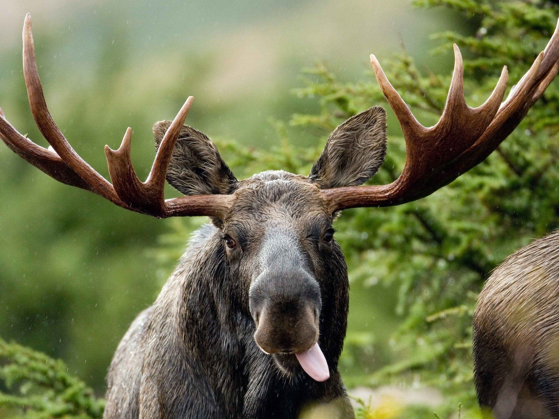 Moose, Stunning wallpapers, Impressive backgrounds, Nature's beauty, 1920x1440 HD Desktop