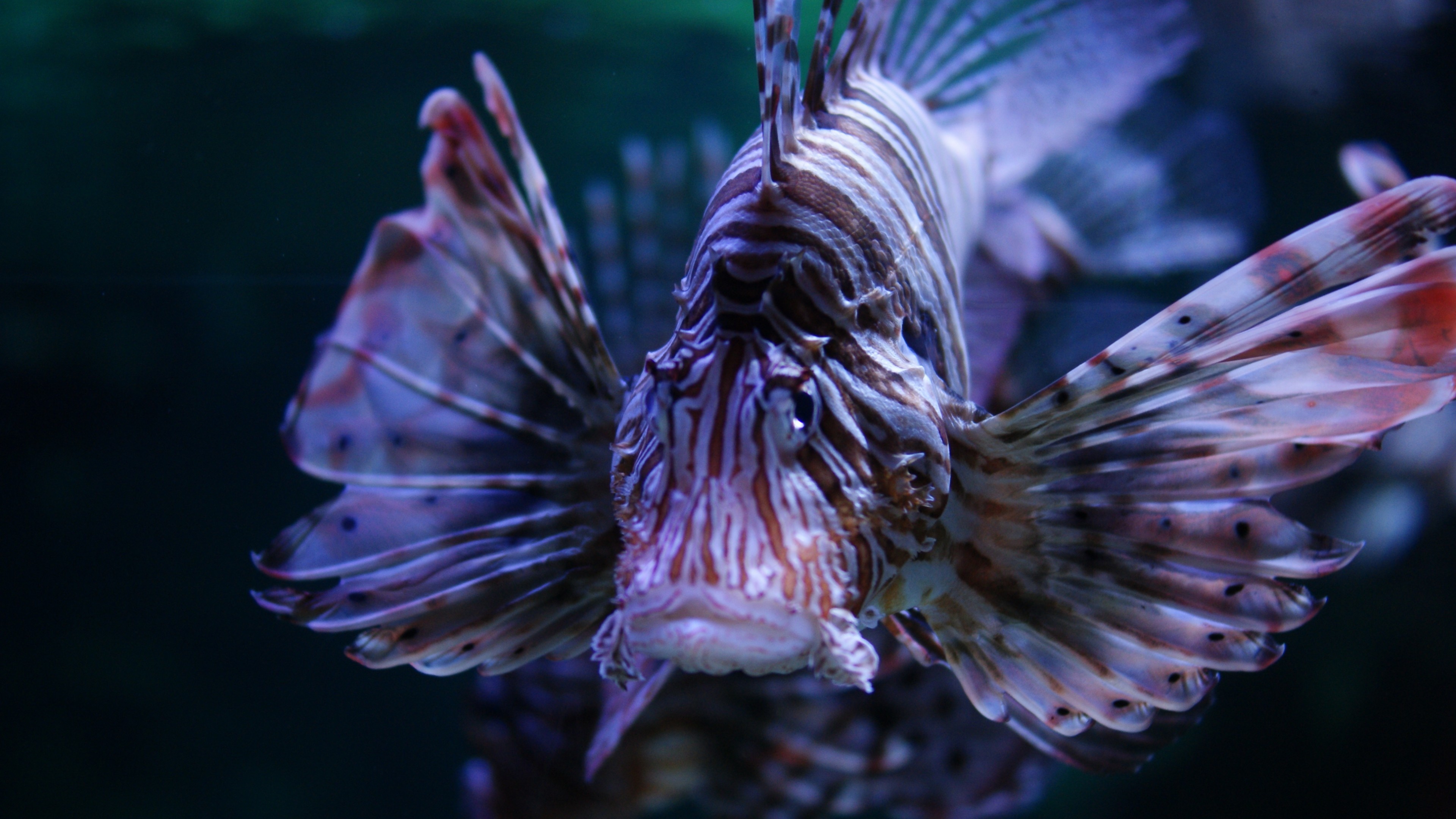 Lionfish, Oceanarium Wallpaper, 3840x2160 4K Desktop