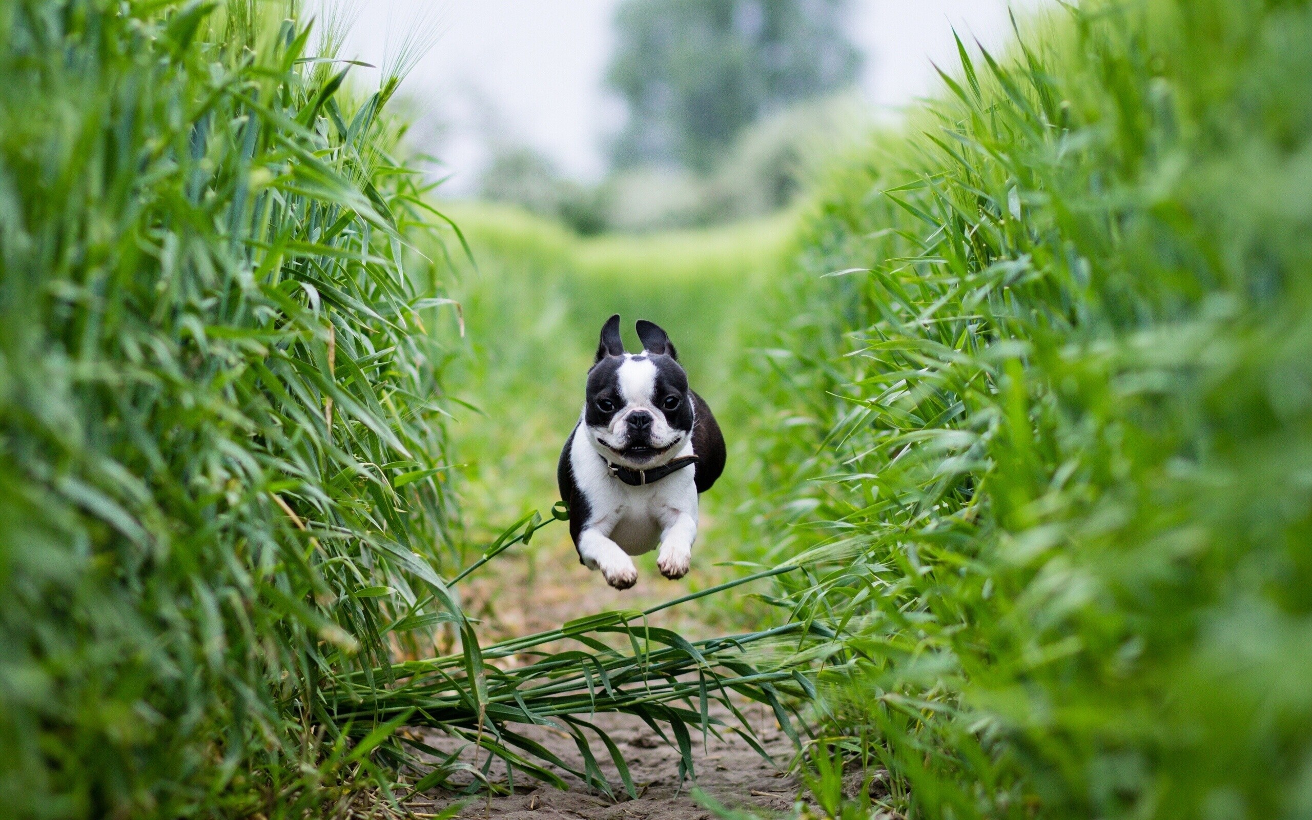 Jump, Bulldog Wallpaper, 2560x1600 HD Desktop