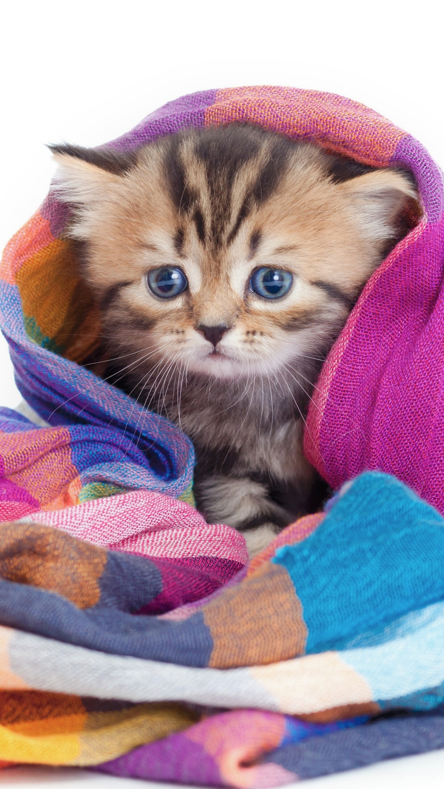 Snuggled kitten, Wrapped in warmth, Cozy companions, Cute, 1440x2560 HD Phone