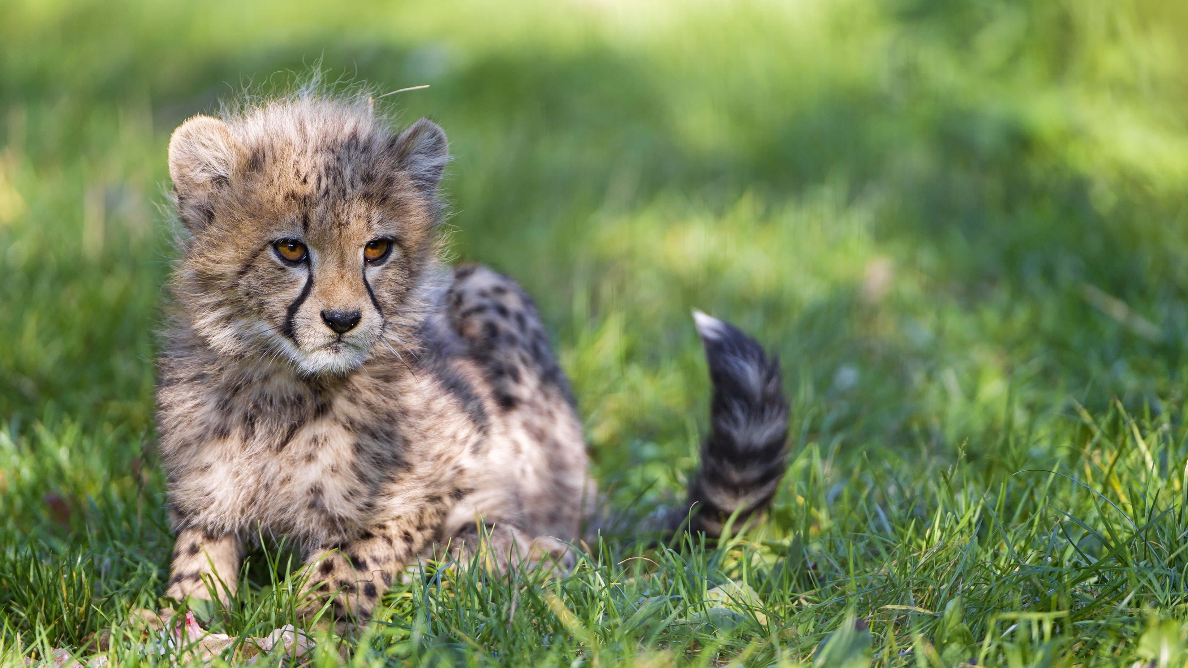 Cub, Cheetah Wallpaper, 3840x2160 4K Desktop