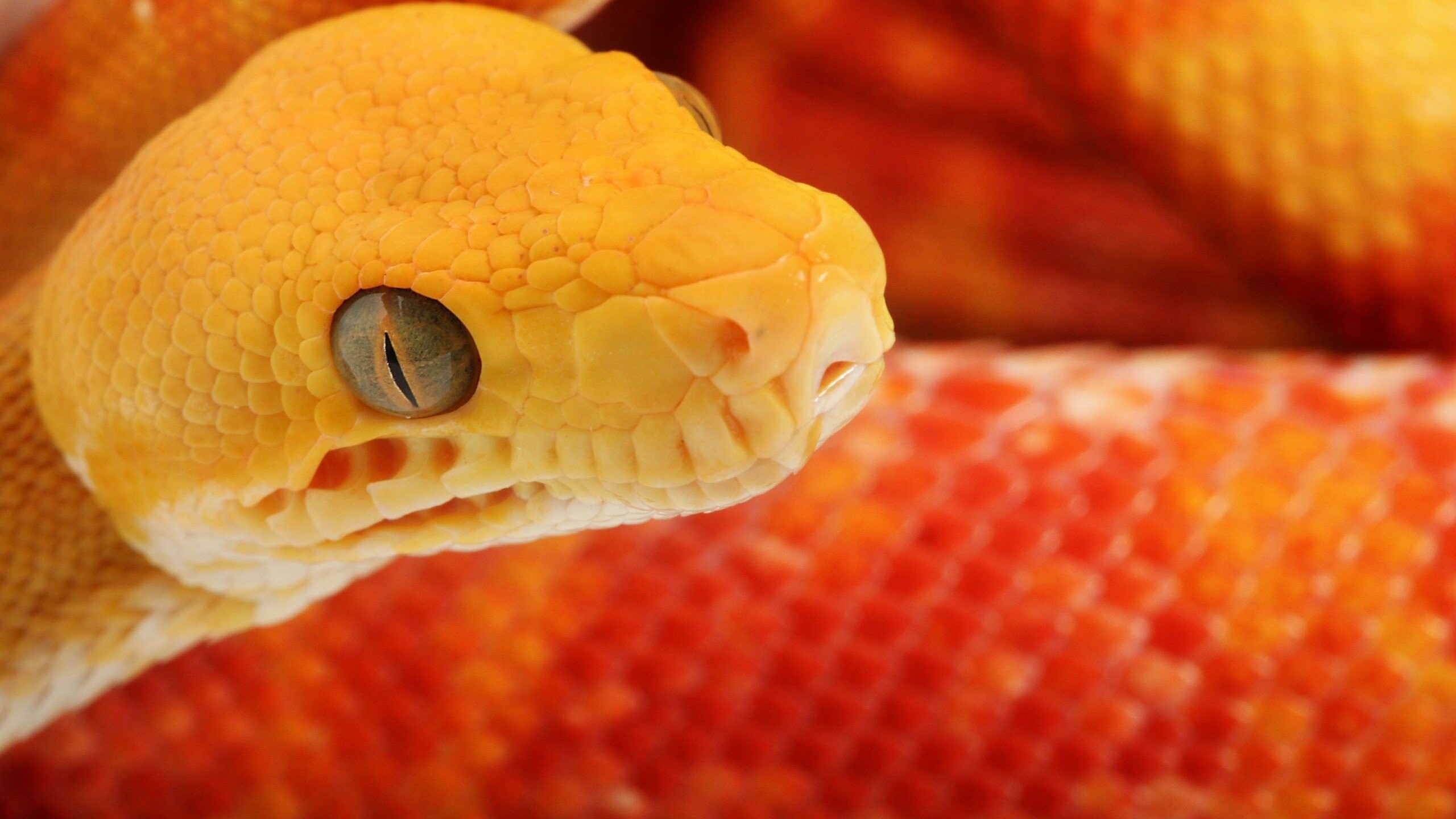 Snake wallpapers, HD resolution, Desktop backgrounds, Serpent in motion, 2560x1440 HD Desktop