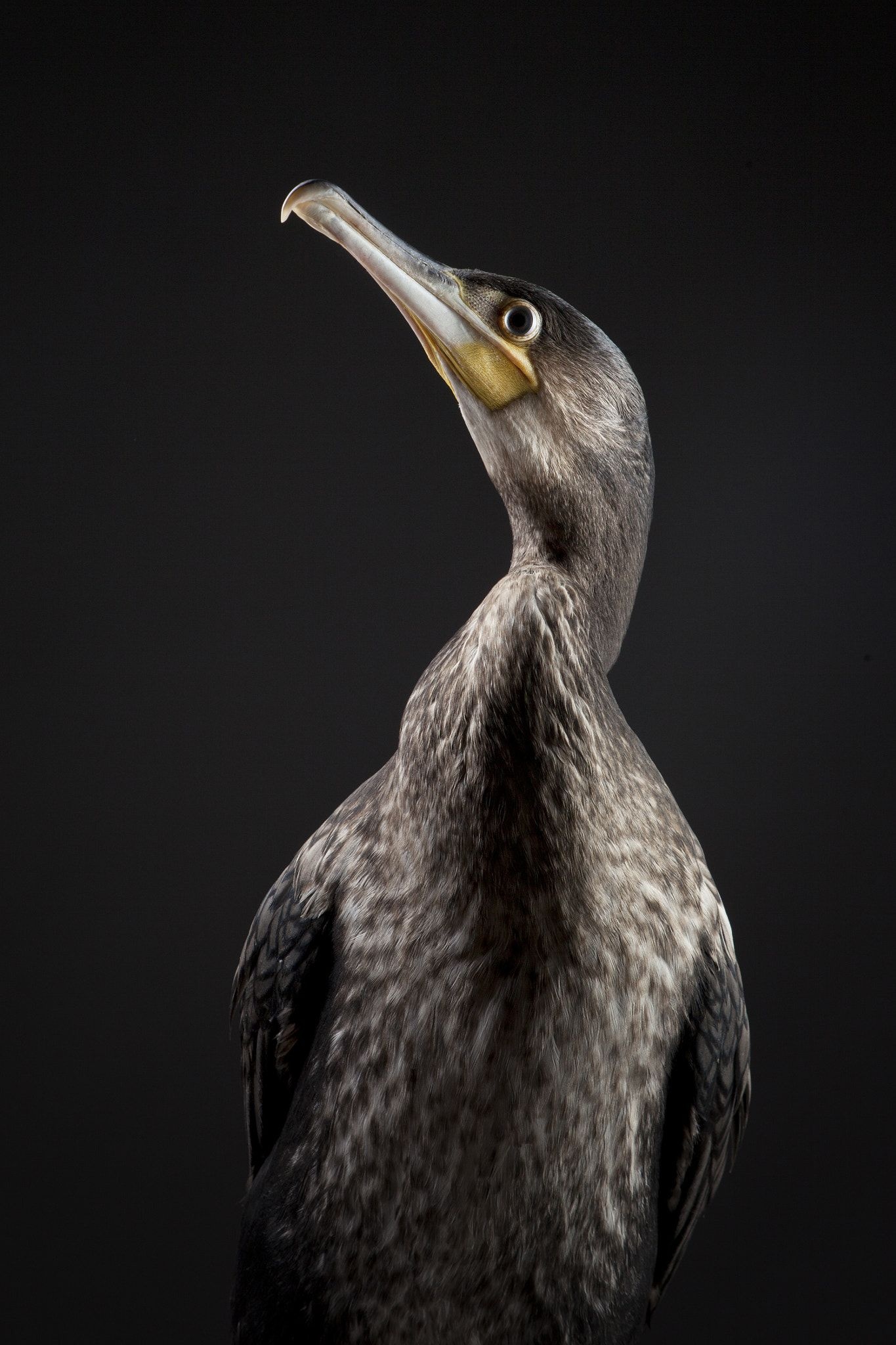 Great black cormorant, Avian beauty, Nature's marvel, Stunning bird, 1370x2050 HD Phone