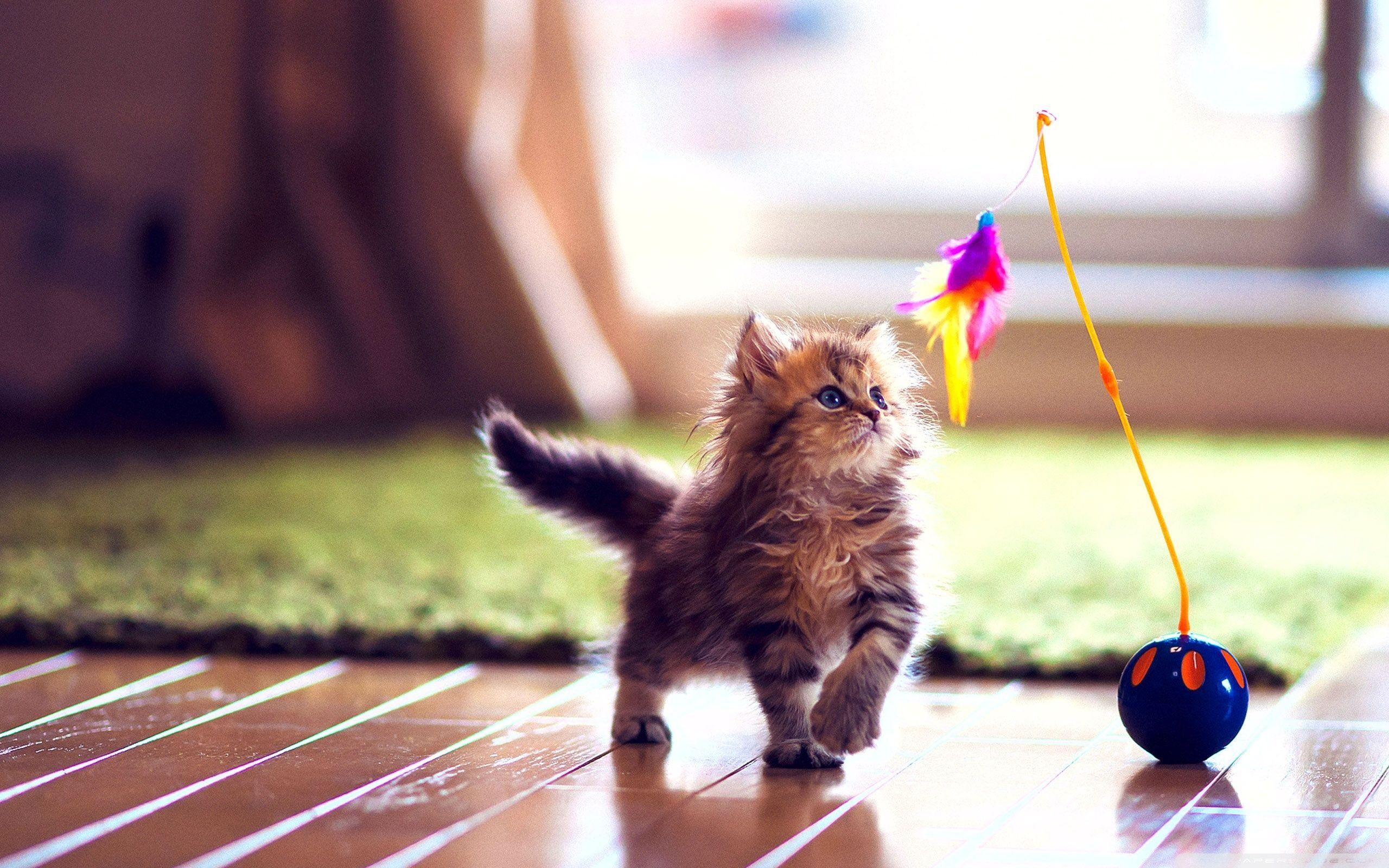 Kitten, Girly Wallpaper, 2560x1600 HD Desktop