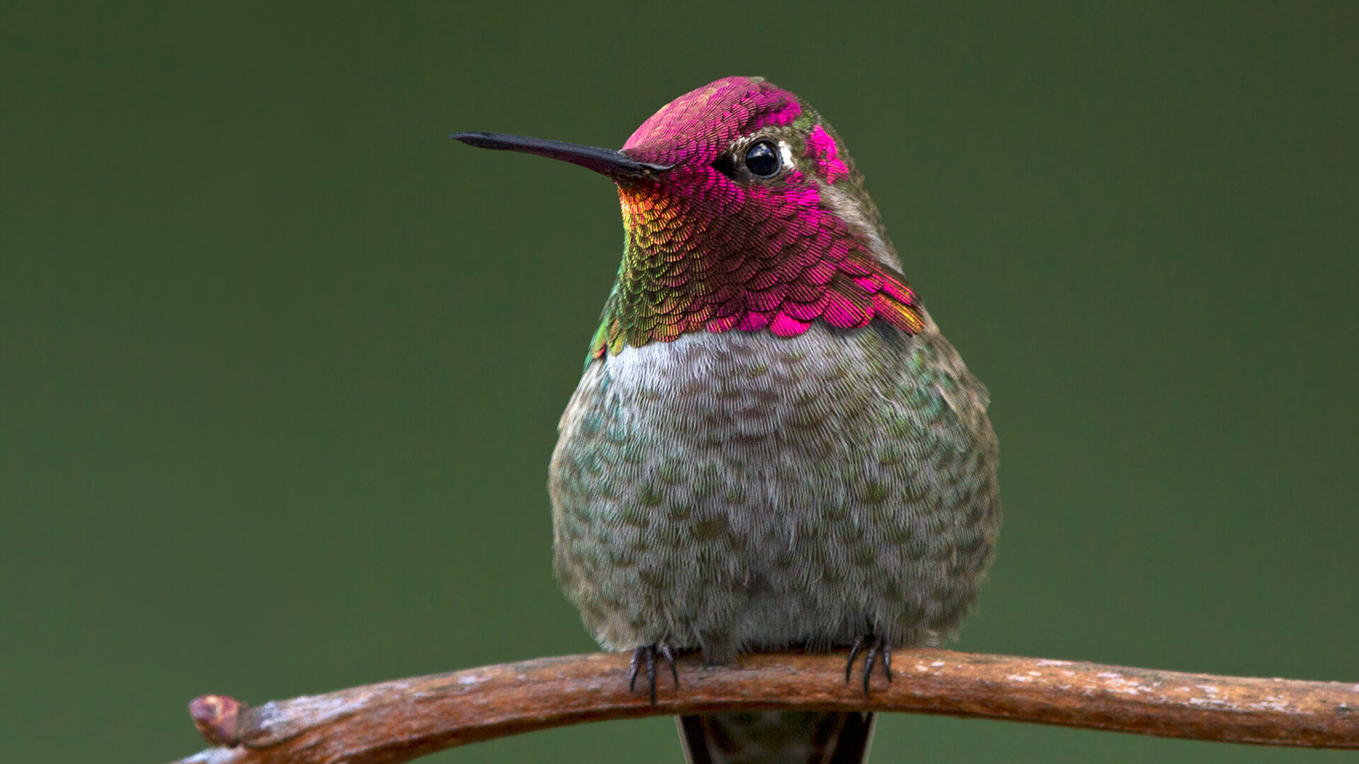 Hummingbird, Animal bird, Free download, 1920x1080 Full HD Desktop