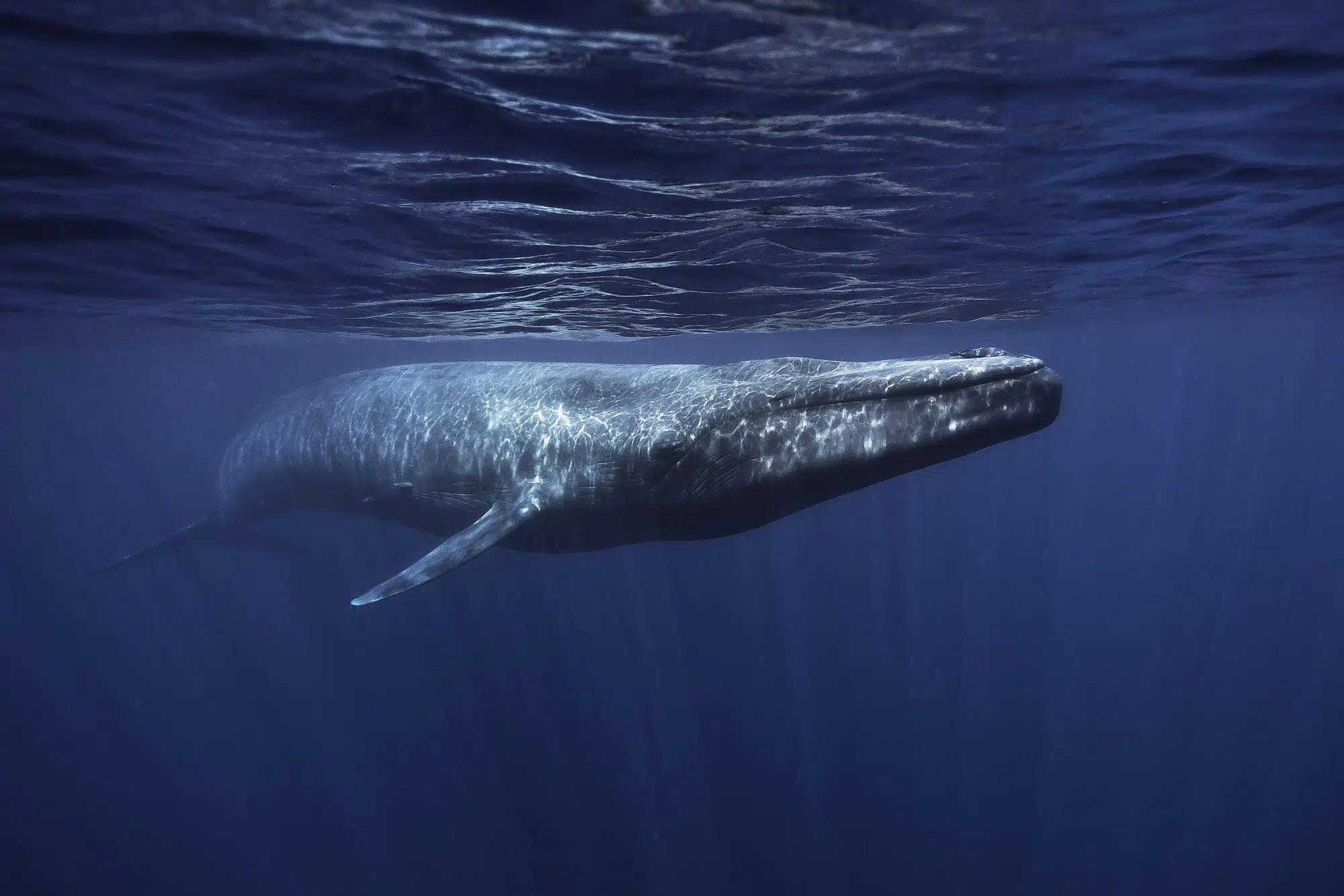 Blue Whale, Dolphin conservation, USA, Whale, 2000x1340 HD Desktop