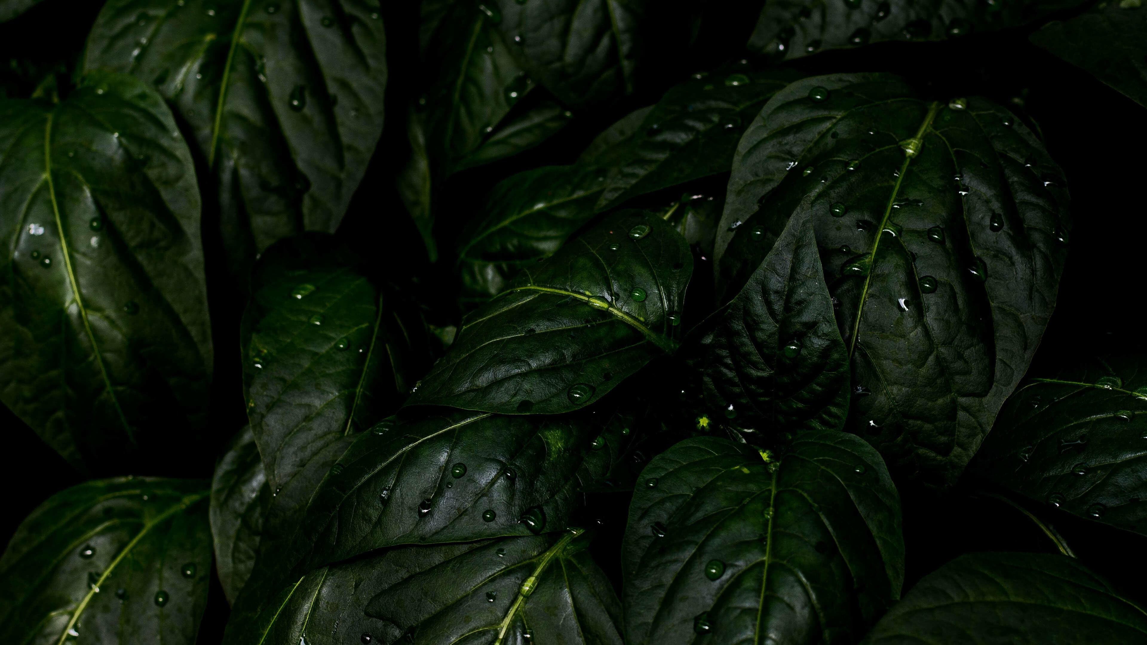 Rainy leaves, Water drops, Nature's reflections, Fresh greenery, 3840x2160 4K Desktop