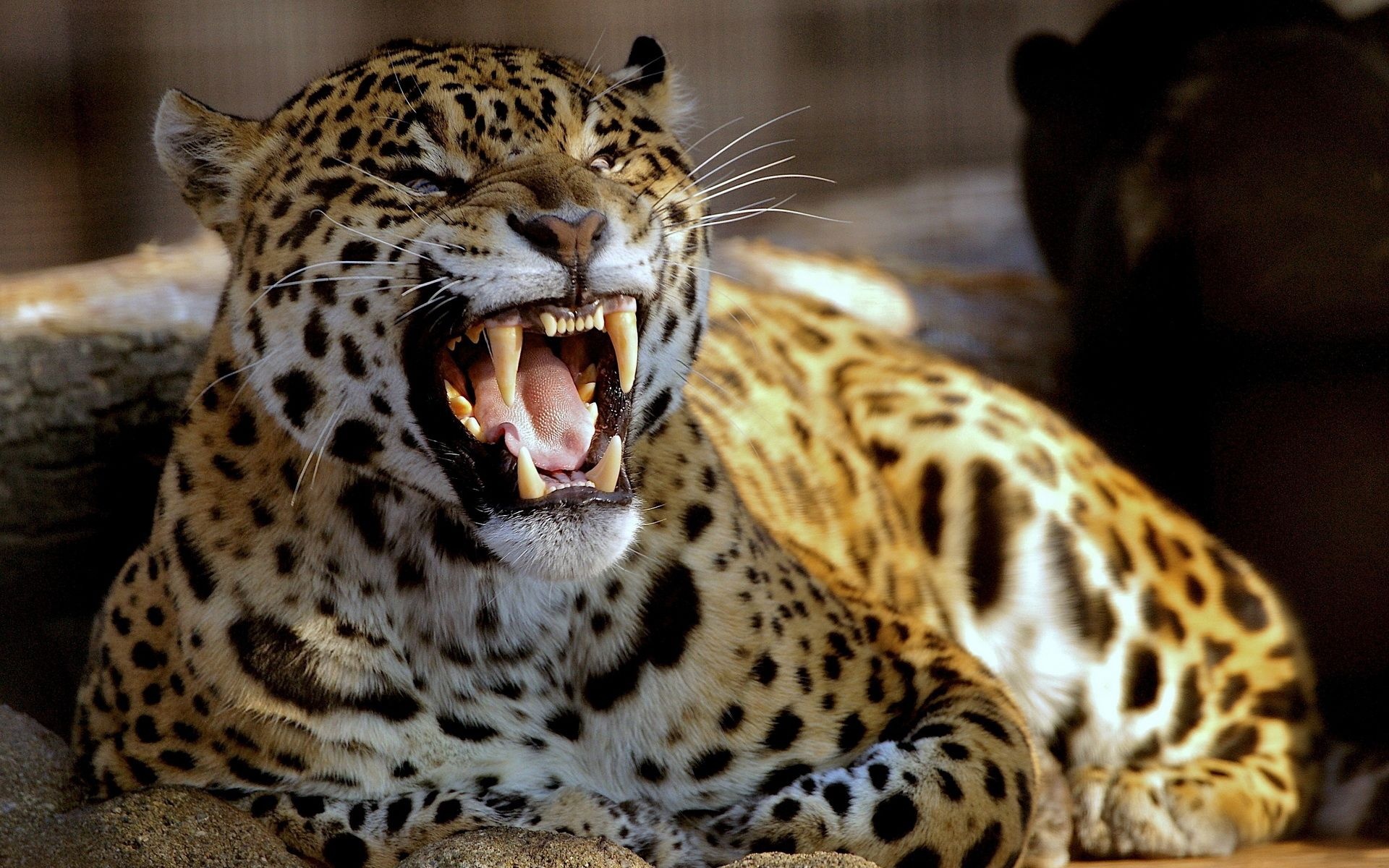 Leopard wallpapers, Backgrounds, 1920x1200 HD Desktop