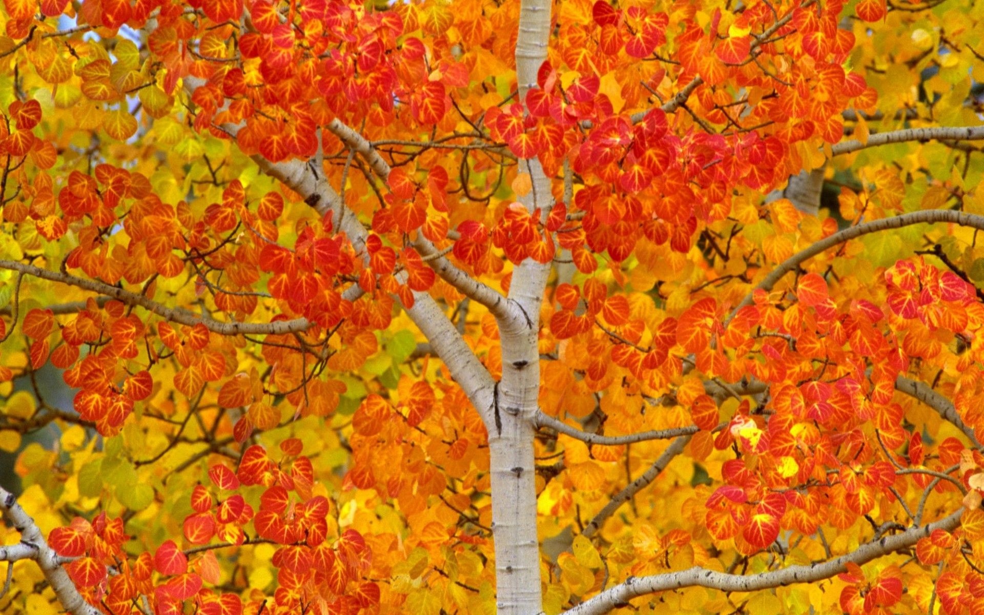 Aspen wallpapers, Nature's charm, Tree's legacy, Inspiring backdrop, 1920x1200 HD Desktop