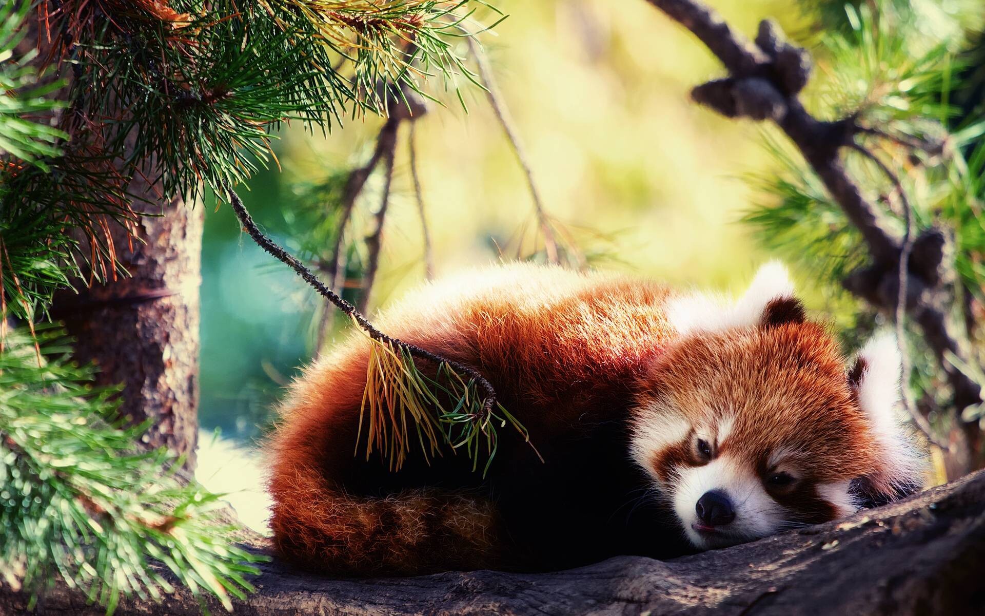 Red panda wallpapers, Adorable and rare, Nature-inspired backgrounds, Whimsical charm, 1920x1200 HD Desktop