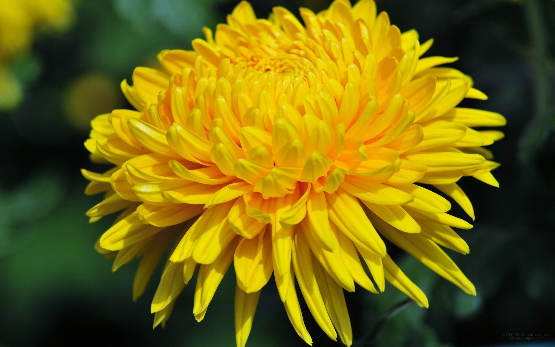 Chrysanthemum, Yellow flowers, Wallpaper perfection, Floral delight, 1920x1200 HD Desktop