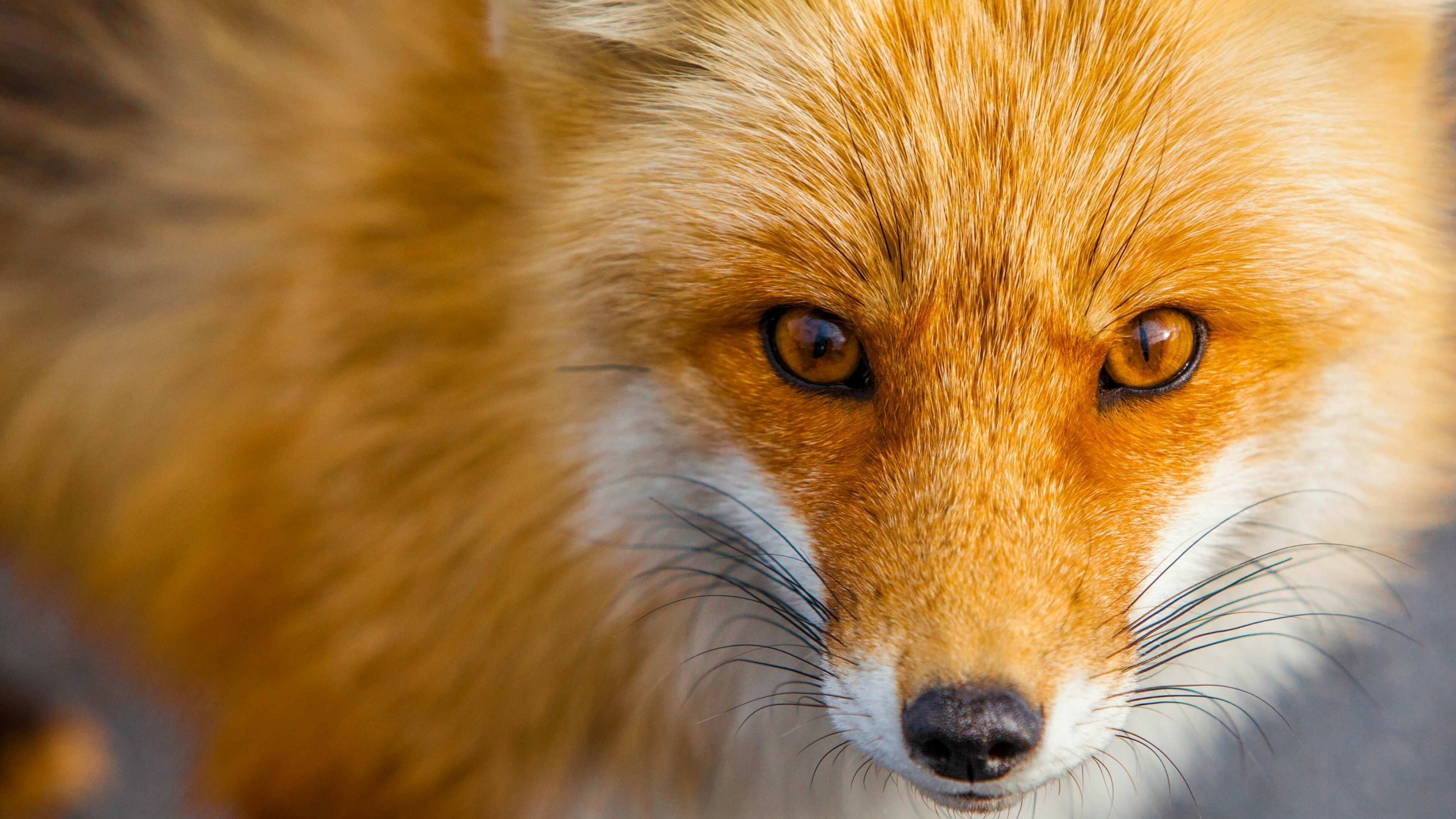 Red foxes, Fiery elegance, Striking presence, Vibrant colors, 3840x2160 4K Desktop