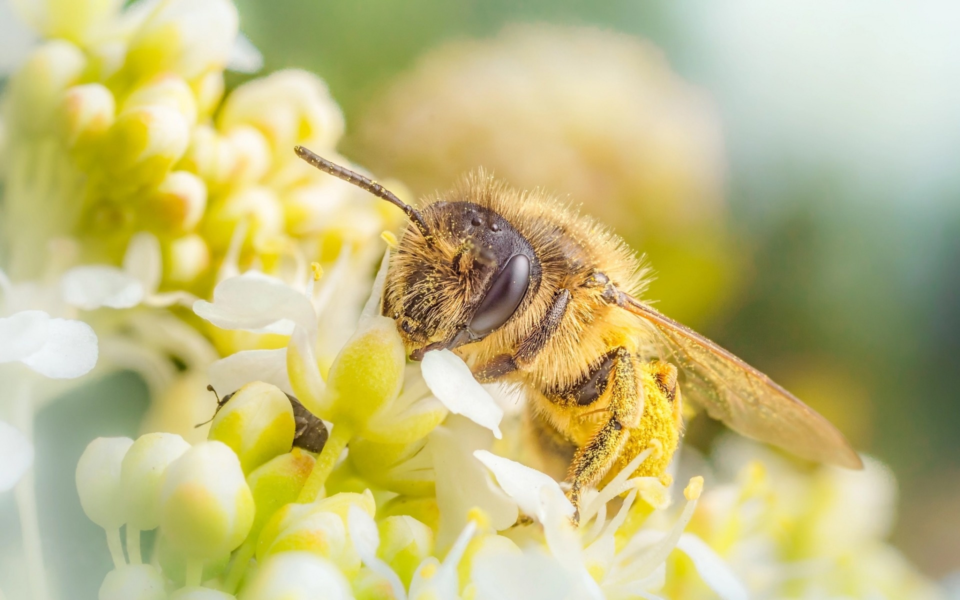 Bee wallpapers, Spring vibes, Pollen gathering, Nature's glory, 1920x1200 HD Desktop