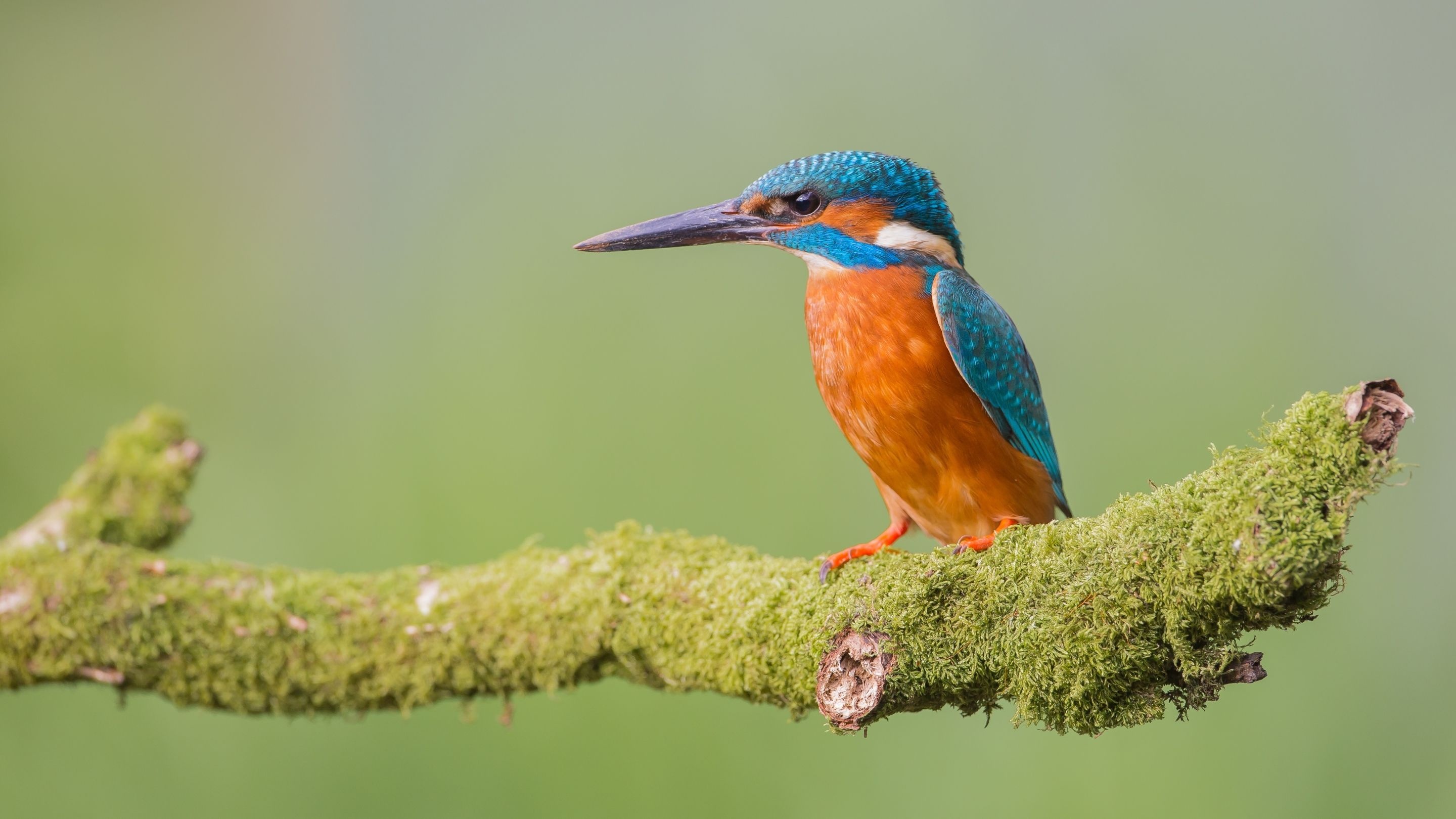 Bird wallpaper, HD kingfisher, Colorful birds, Beautiful bird, 2880x1620 HD Desktop