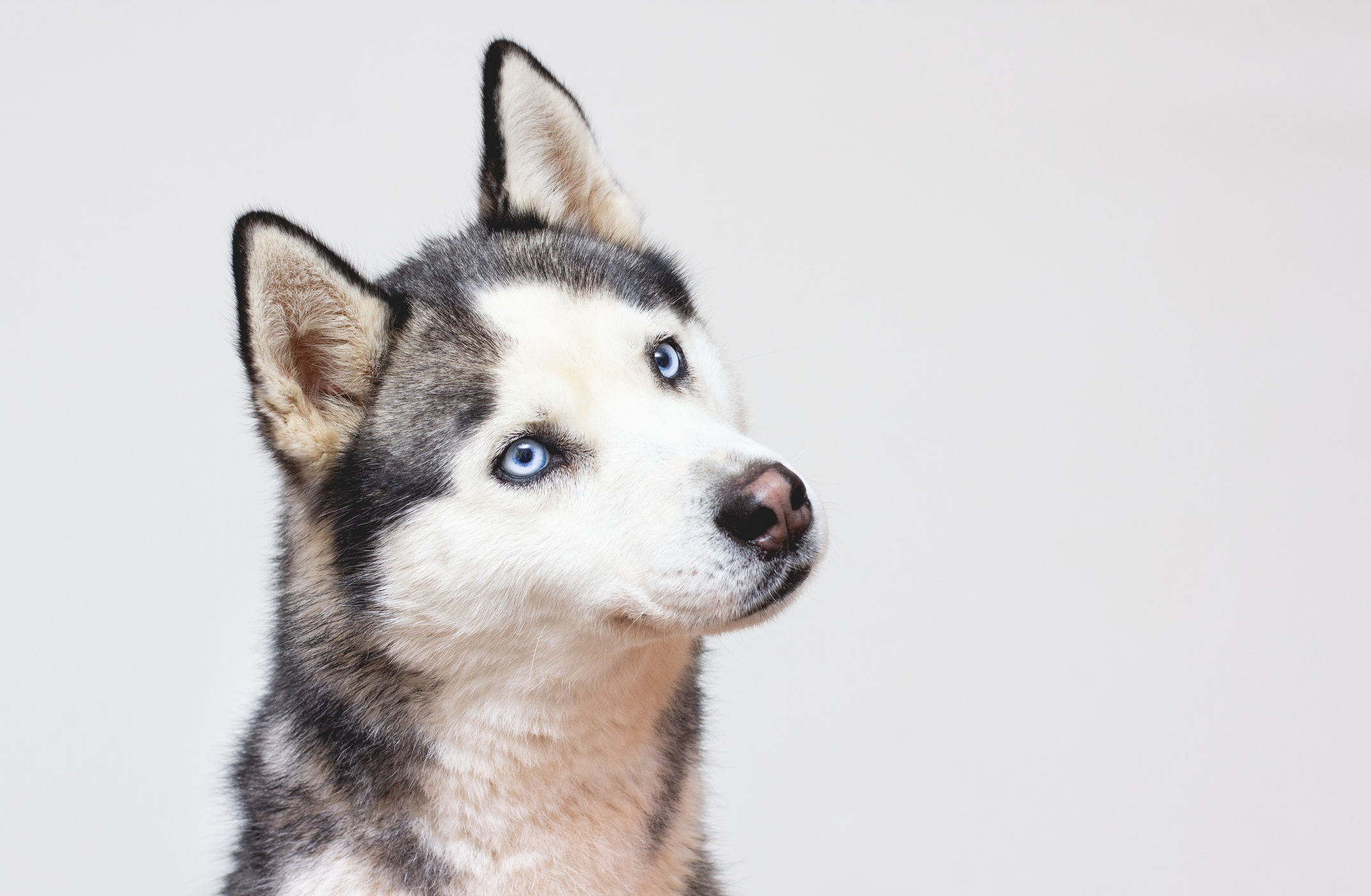 Husky's response, Owner's love, Heartwarming bond, Melting hearts, 2150x1400 HD Desktop