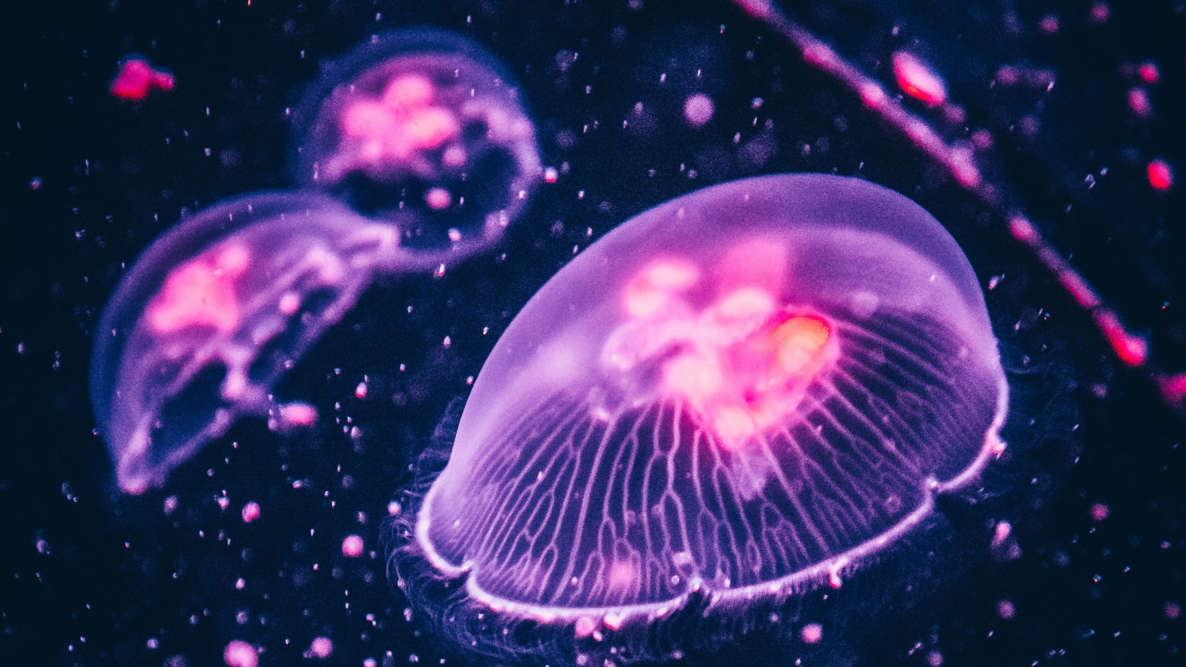 Glowing jellyfish, Neon colors, Underwater marvels, Ethereal beauty, 3840x2160 4K Desktop