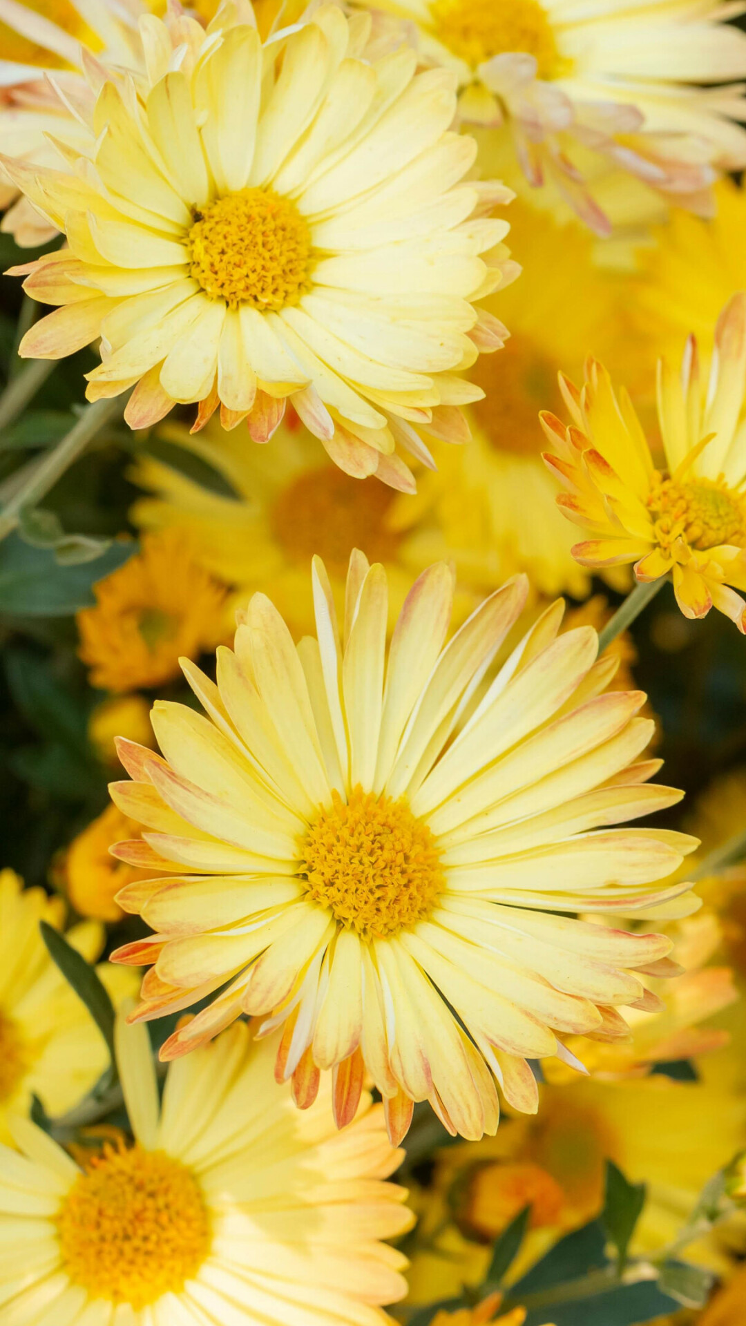 Yellow chrysanthemum, UHD wallpaper, Gorgeous flower, Nature, 1080x1920 Full HD Phone