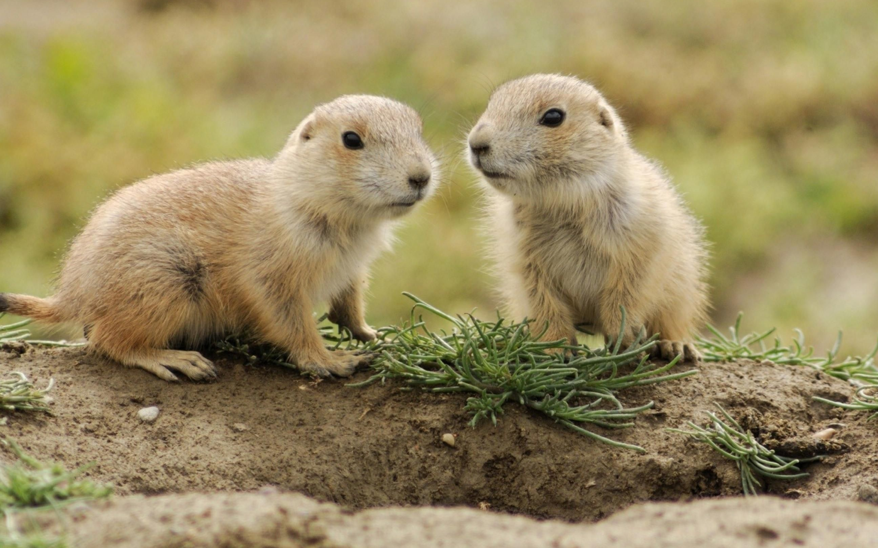 Baby Groundhogs, Groundhogs Wallpaper, 2880x1800 HD Desktop