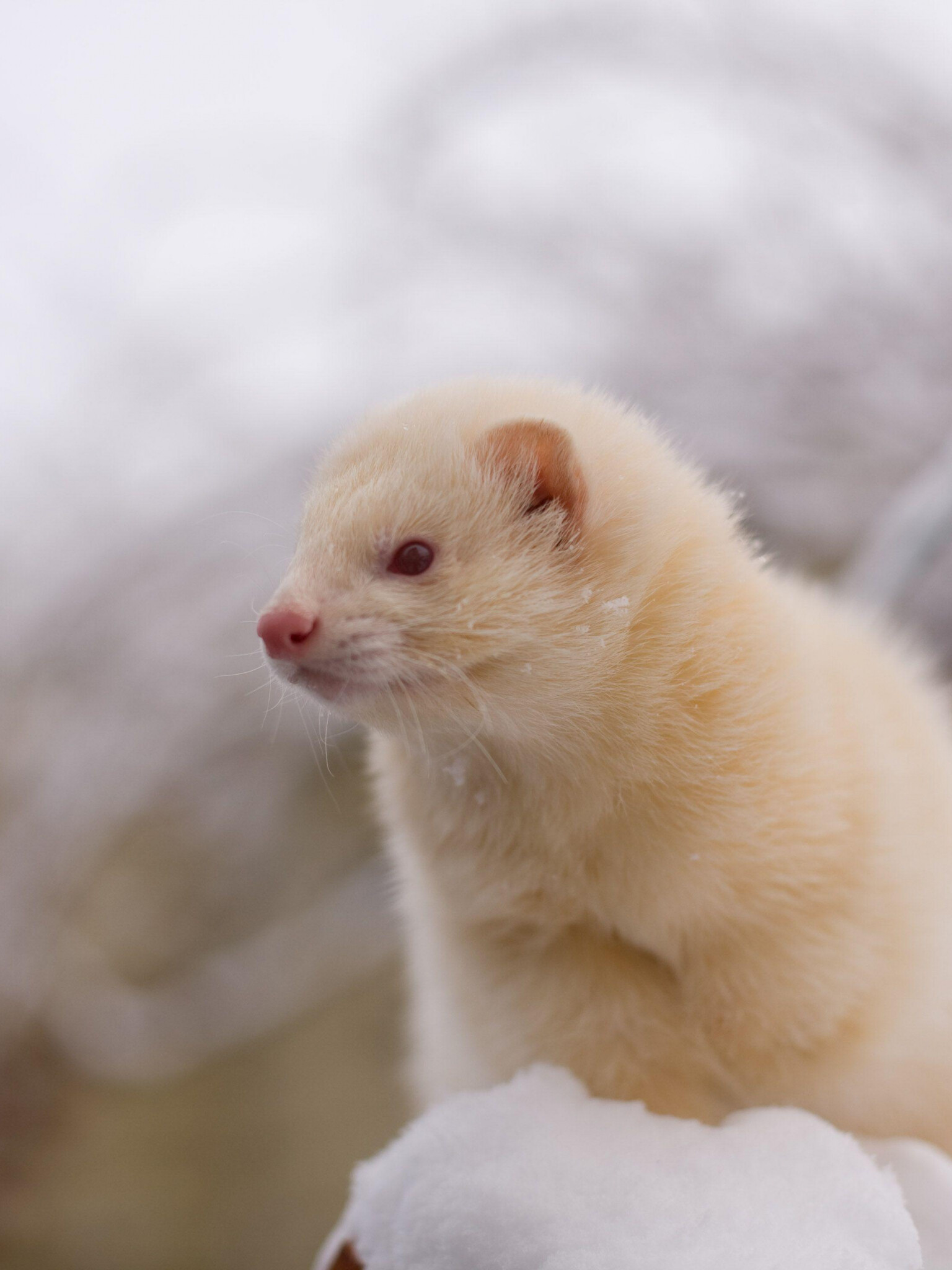 Albino, Ferrets Wallpaper, 1540x2050 HD Phone