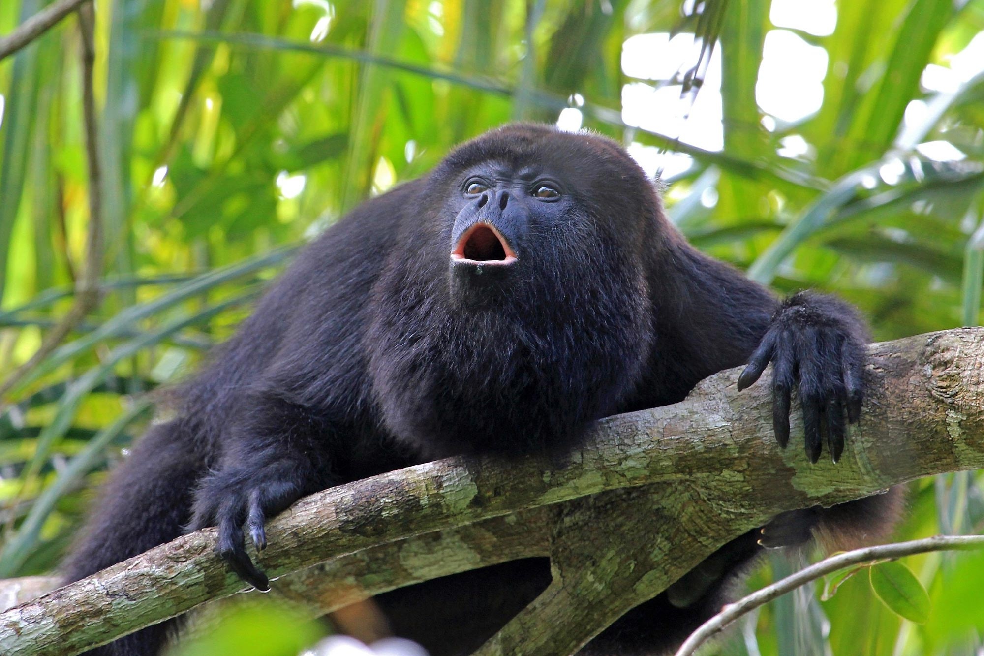 Howler Monkey, Efficient navigators, Mental maps, Intelligent strategy, 2000x1340 HD Desktop