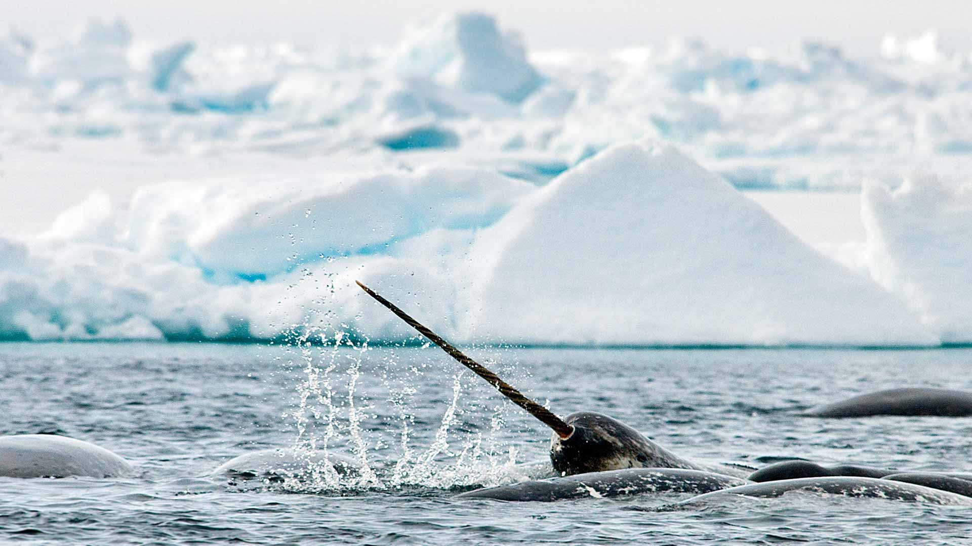 Narwhal, Whale watching holidays, Natural World Safaris, 1920x1080 Full HD Desktop