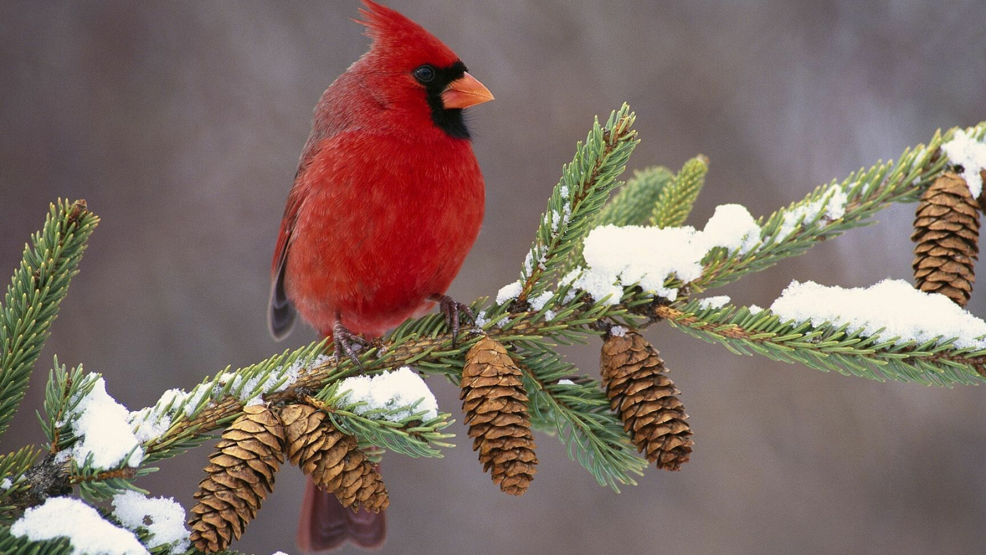 Winter bird beauty, Frosty landscapes, Snowy portraits, Seasonal charm, 1920x1080 Full HD Desktop