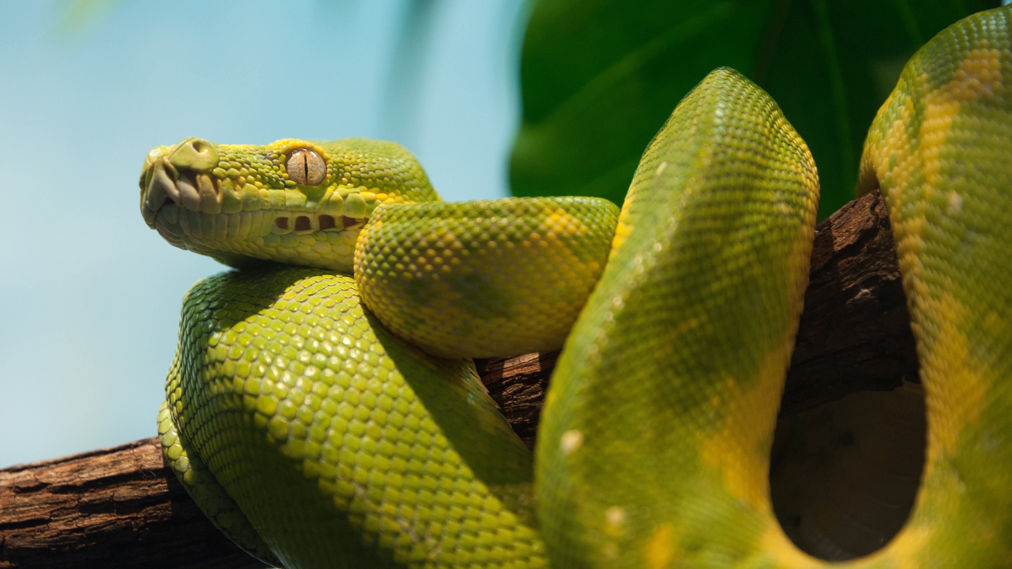 4K python wallpapers, Background images, Sleek reptiles, Striking visuals, 3840x2160 4K Desktop