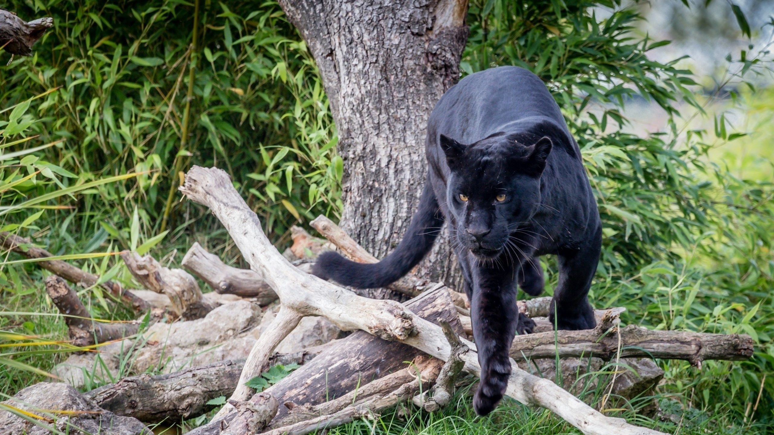 Black Panther, Animal, Wallpaper, 3840x2160, 2560x1440 HD Desktop