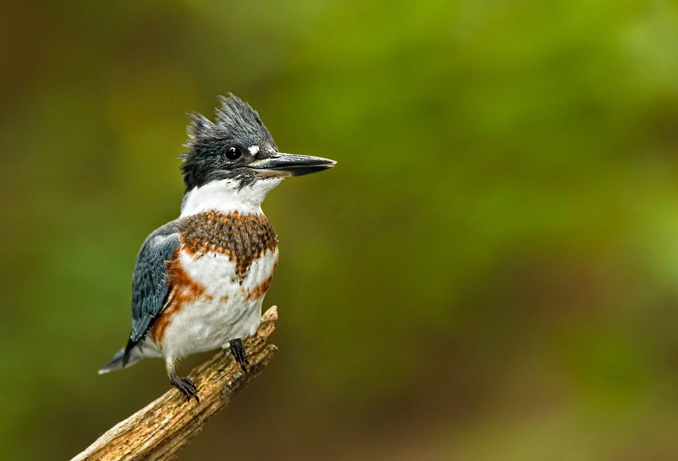 Kingfisher, Spiritual symbolism, Sacred bird, Connection to nature, 2210x1500 HD Desktop