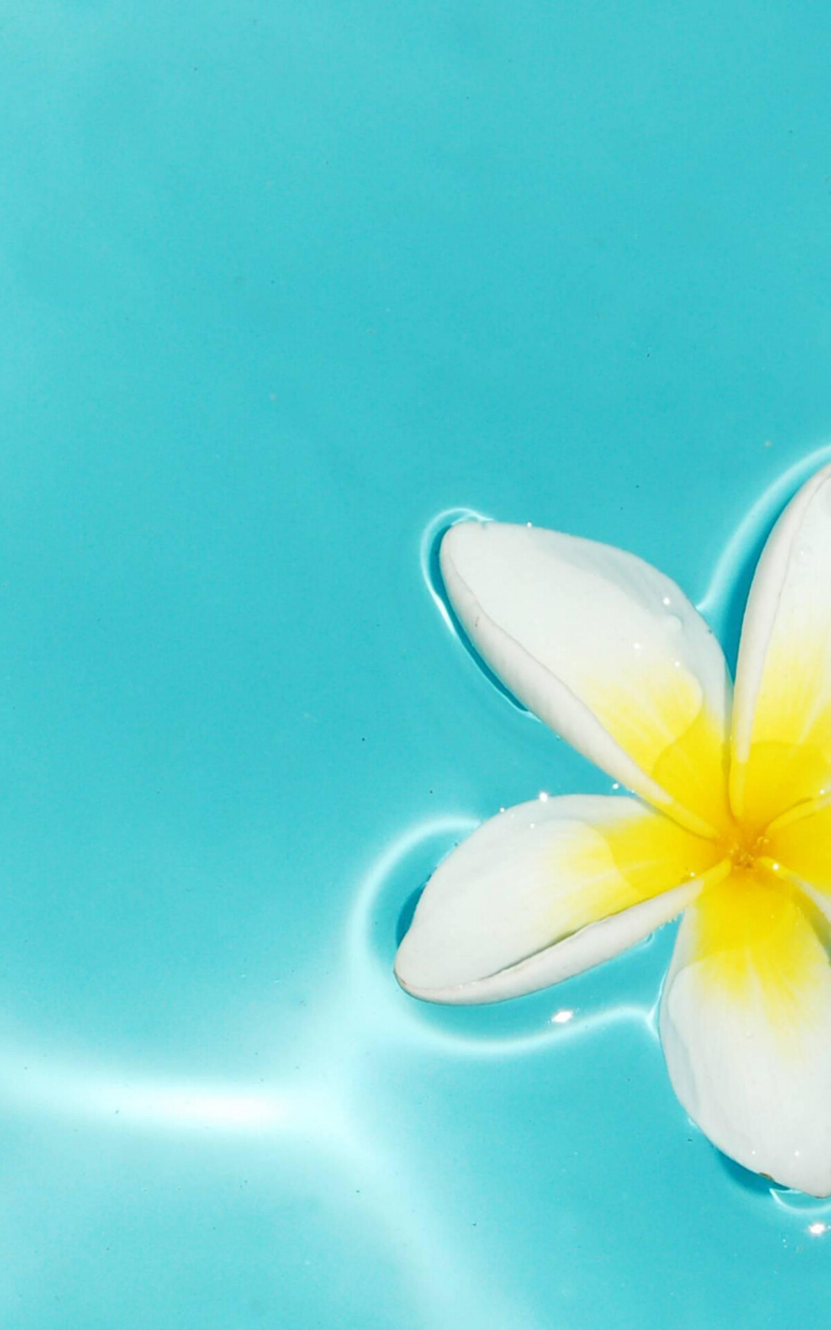 Plumeria wallpaper, Delightful floral display, Adorn your screen, Captivating background, 1200x1920 HD Phone