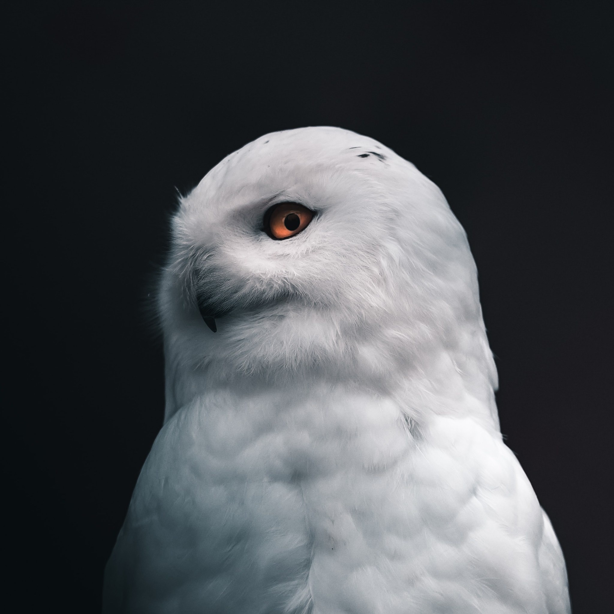 Hedwig, Nature, Beauty, 2050x2060 HD Phone