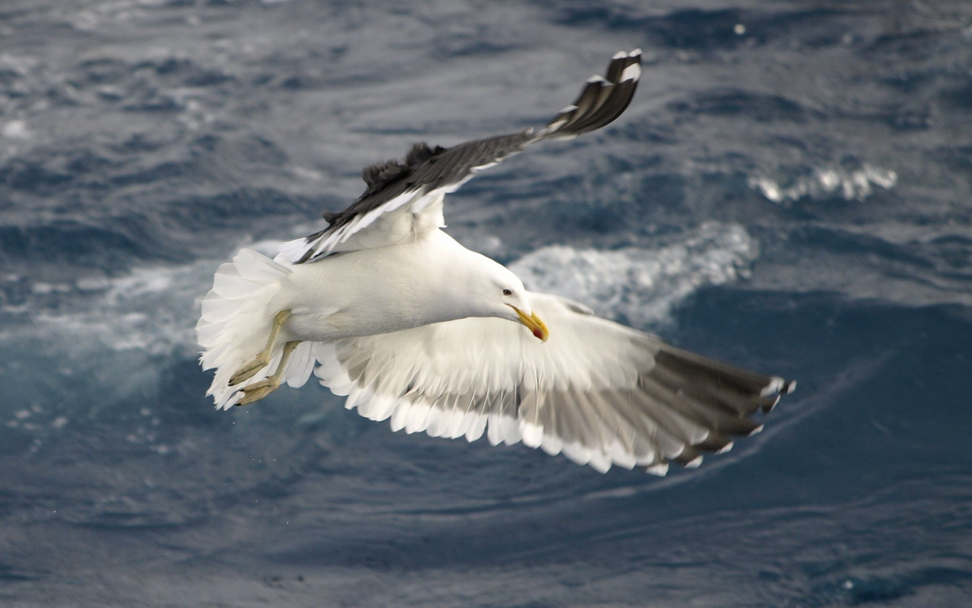 Seagulls, Wallpaper, Awesome, Bird, 1920x1200 HD Desktop