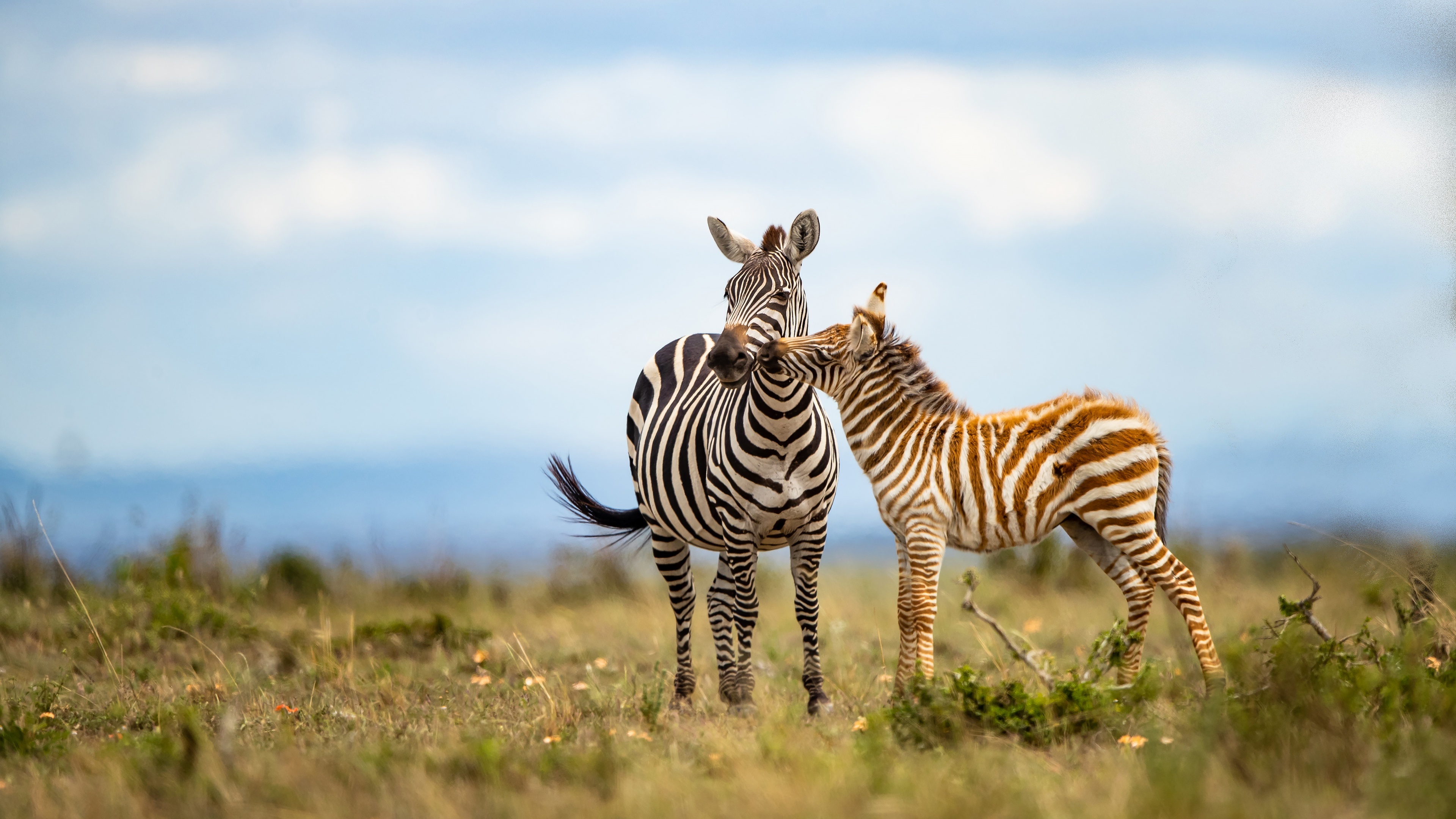 Mother and baby, Zebras Wallpaper, 3840x2160 4K Desktop