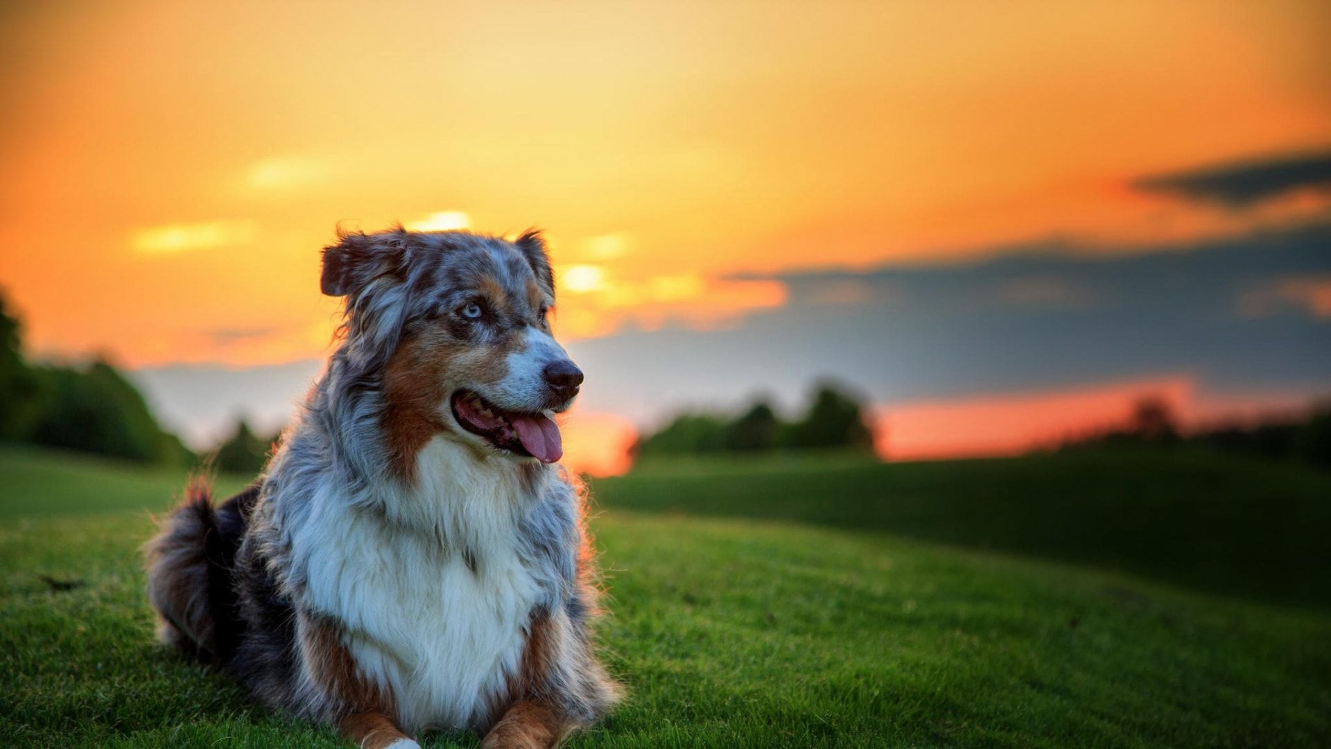 Australian Shepherd, Cute Dogs Wallpaper, 1920x1080 Full HD Desktop