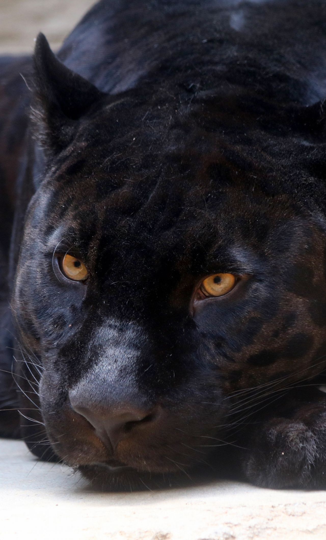 Black panther, Wild Animals Wallpaper, 1280x2120 HD Phone