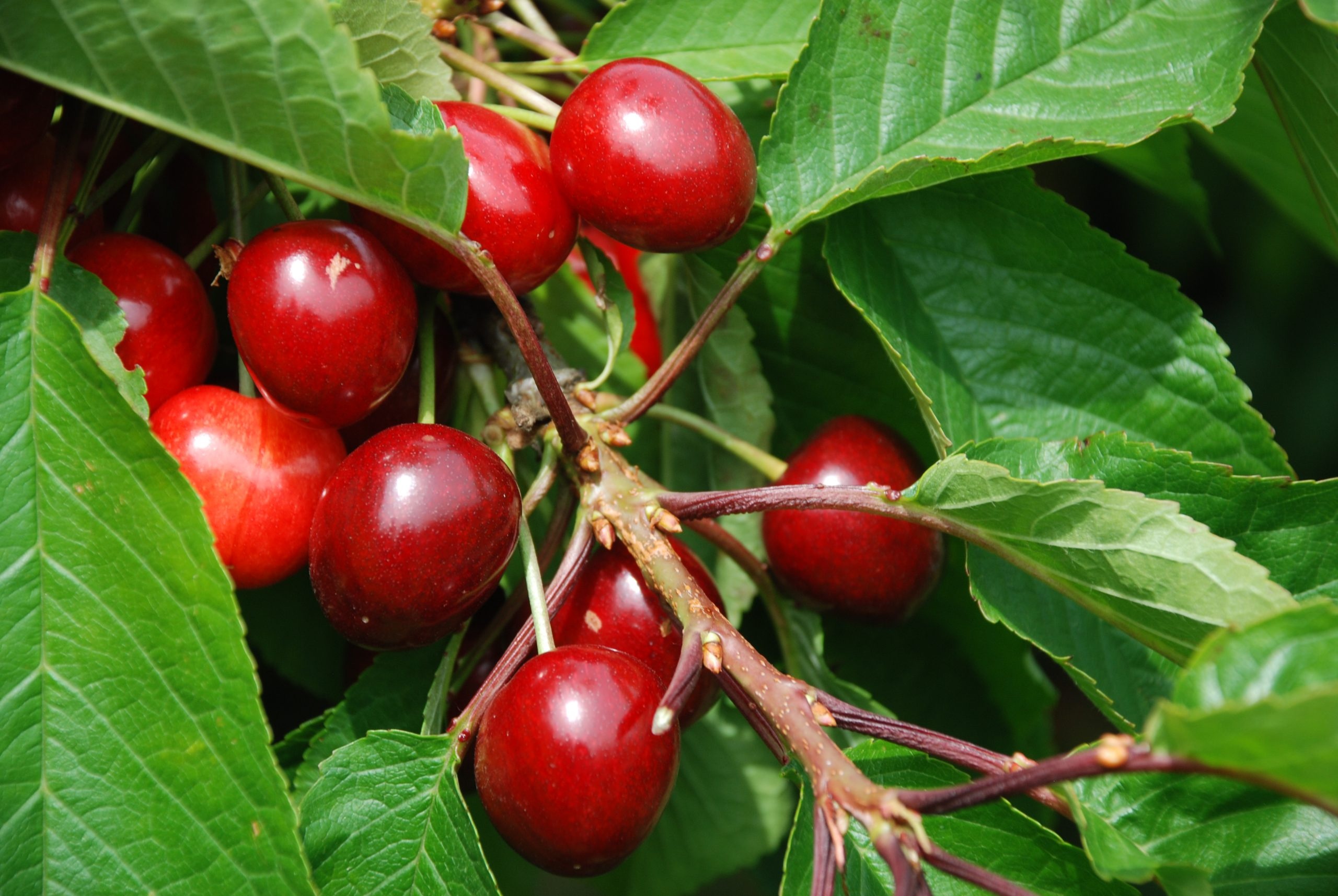 Cherry Tree, Bentinck farm, Nature, 2560x1720 HD Desktop