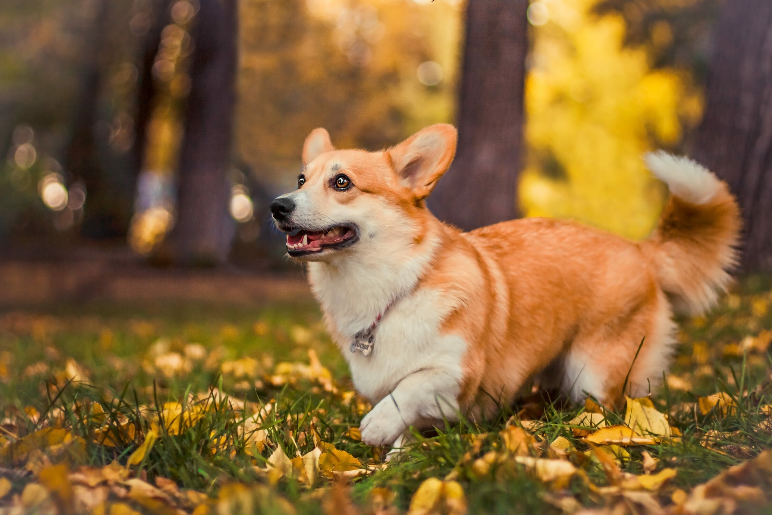 Mendenhall Siberian Husky, Cardigan Welsh Corgi, Pembroke Welsh Corgi, Breeder, 2470x1650 HD Desktop