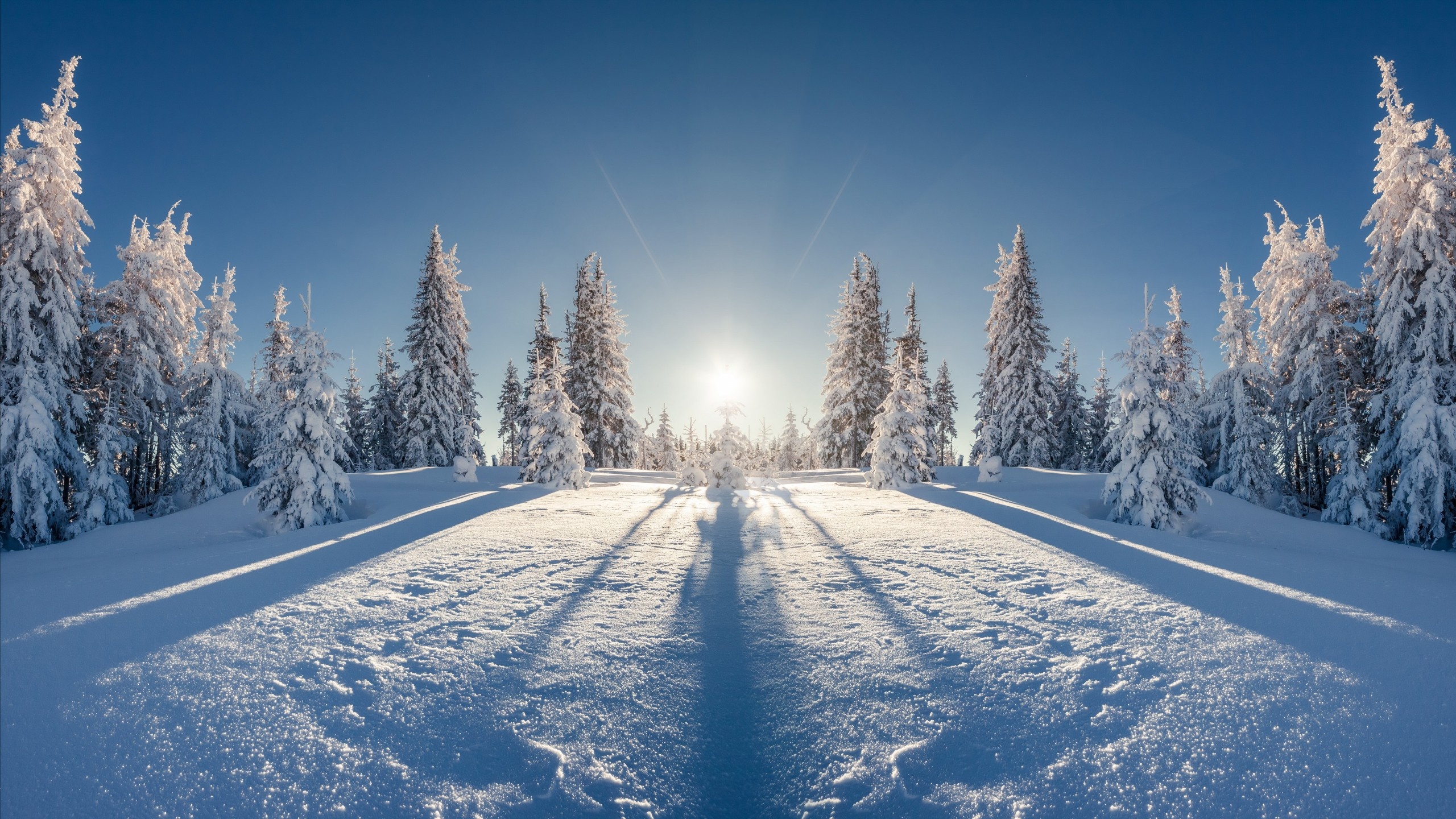 Forest, Snow Wallpaper, 2560x1440 HD Desktop