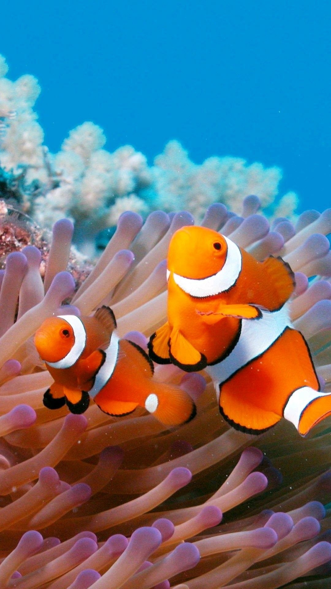 Clown Fish, Aquarium decorations, Ocean-themed wallpapers, Underwater wildlife, 1080x1920 Full HD Phone