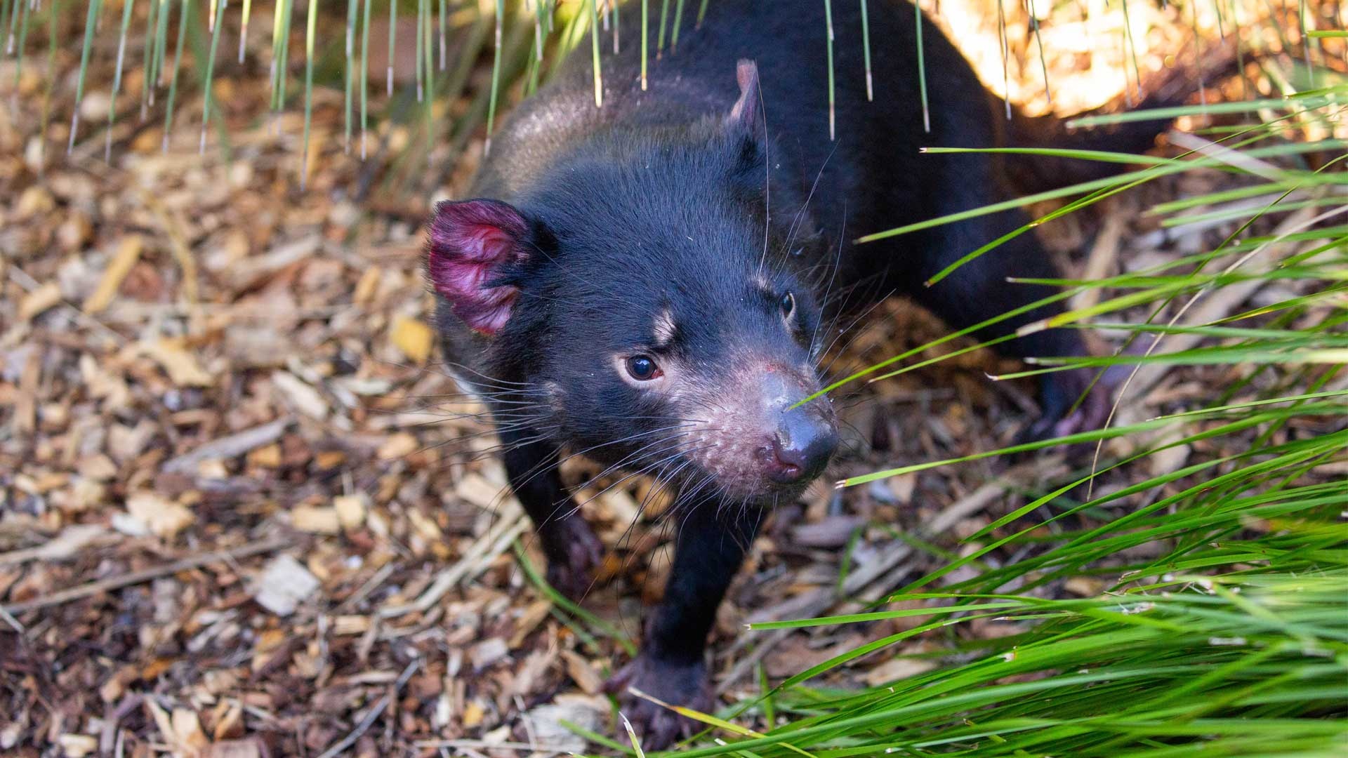 Endangered marsupial species, Australian wildlife, Auckland Zoo exhibit, Tasmanian Devil, 1920x1080 Full HD Desktop