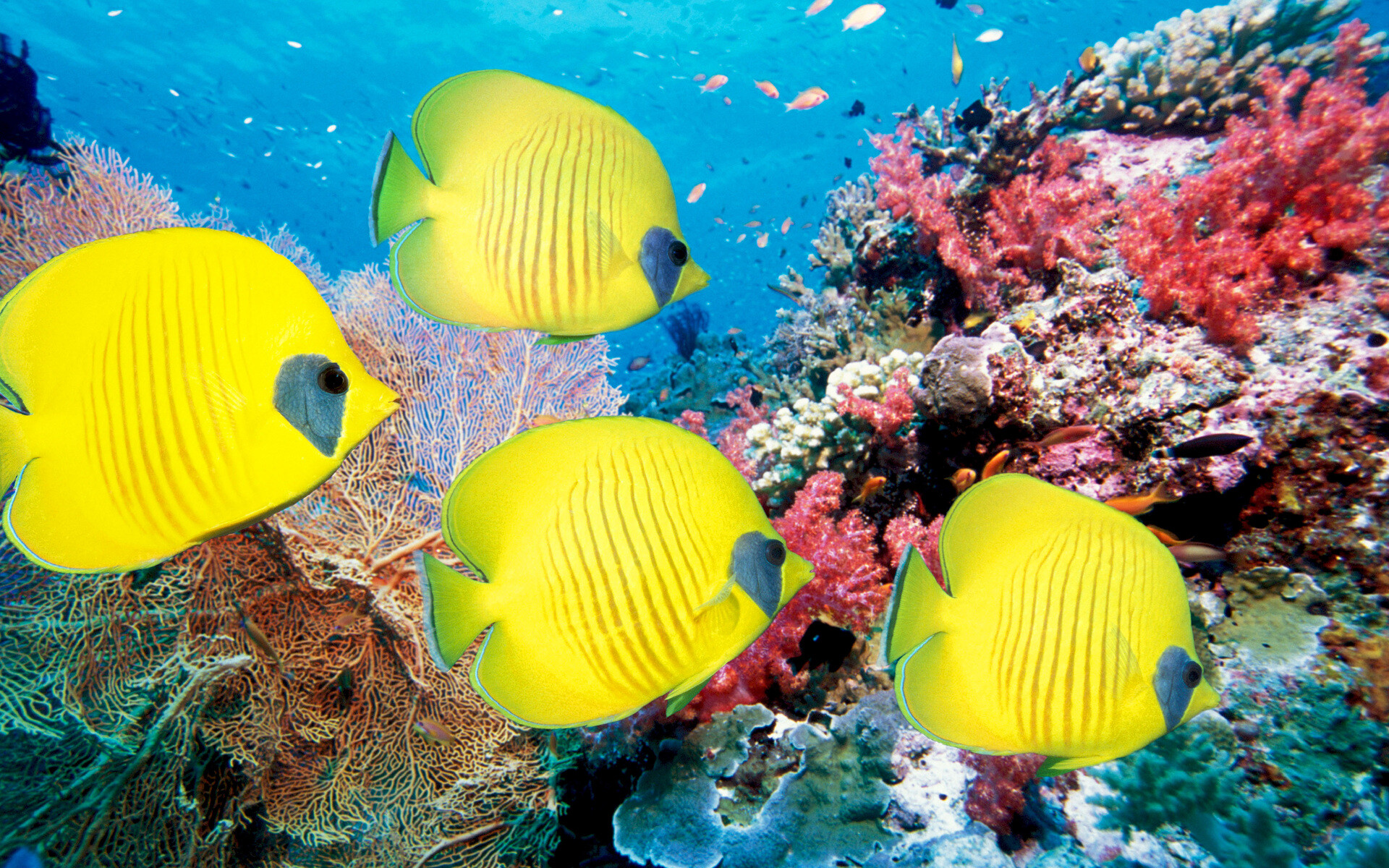 Underwater tropical, Fish and coral, Vibrant wallpaper, Aquatic paradise, 1920x1200 HD Desktop