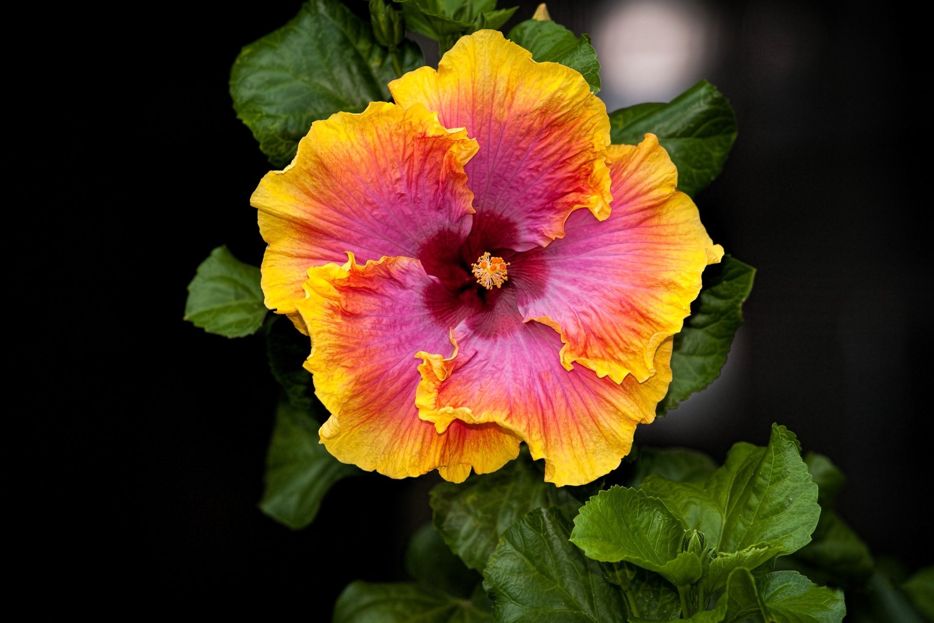 Hibiscus 1920x1200 desktop wallpapers, HD background images, Natural beauty, Floral delight, 1920x1280 HD Desktop