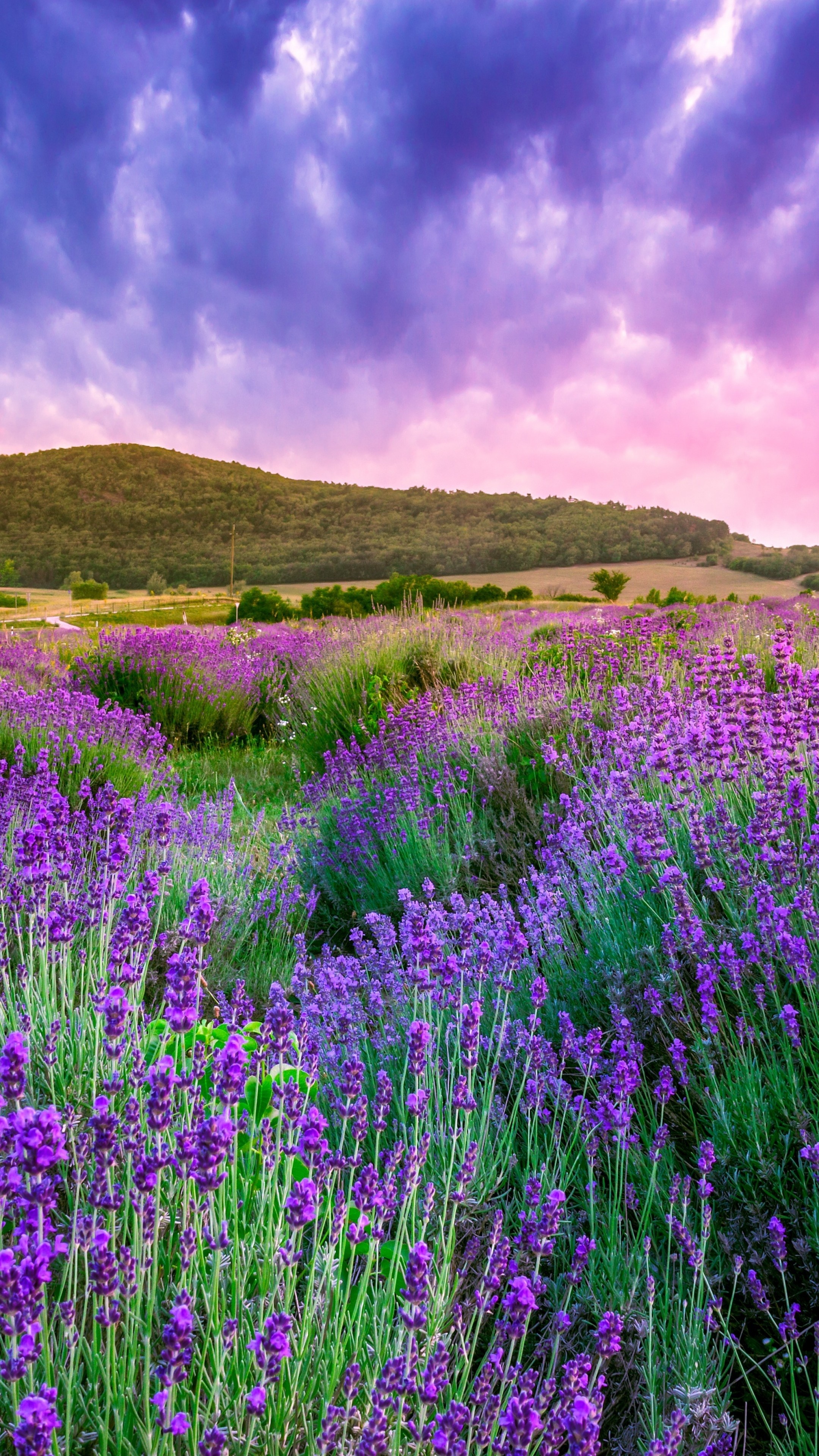 Flower Fields