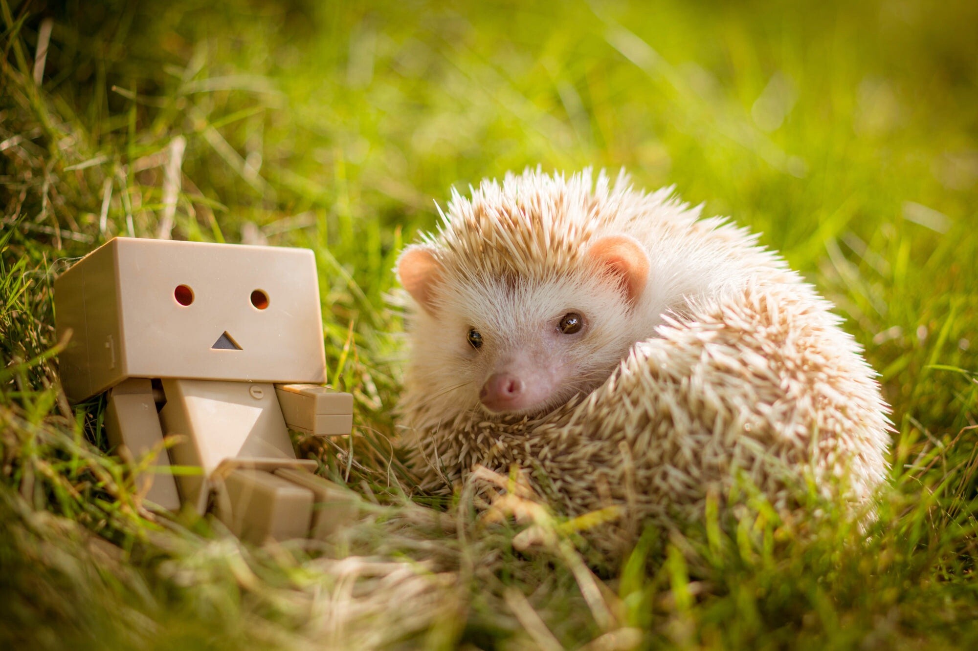 Hedgehog HD wallpaper, Background image, 2000x1340 HD Desktop