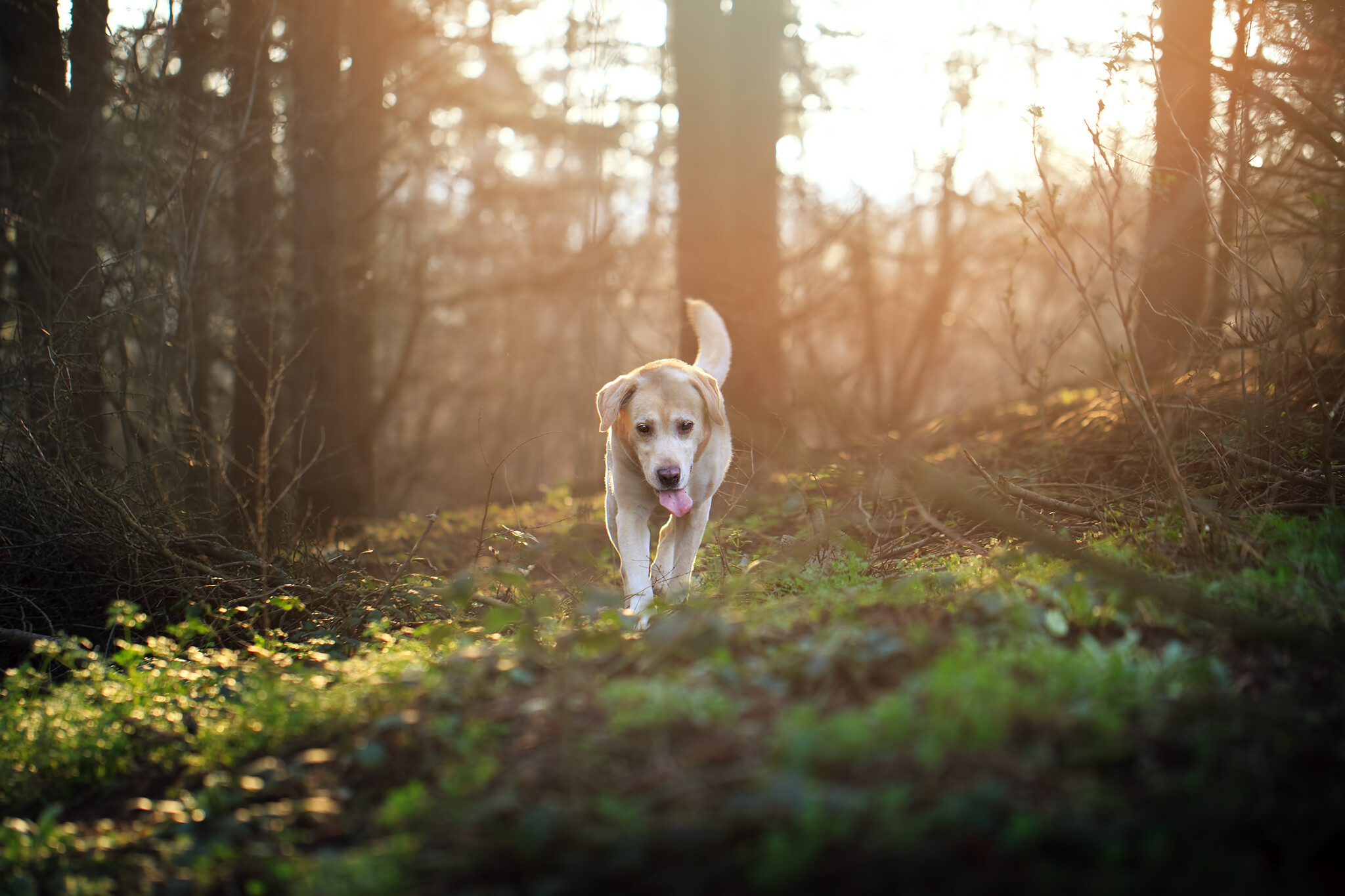 Forest, Labrador Retriever Wallpaper, 2050x1370 HD Desktop