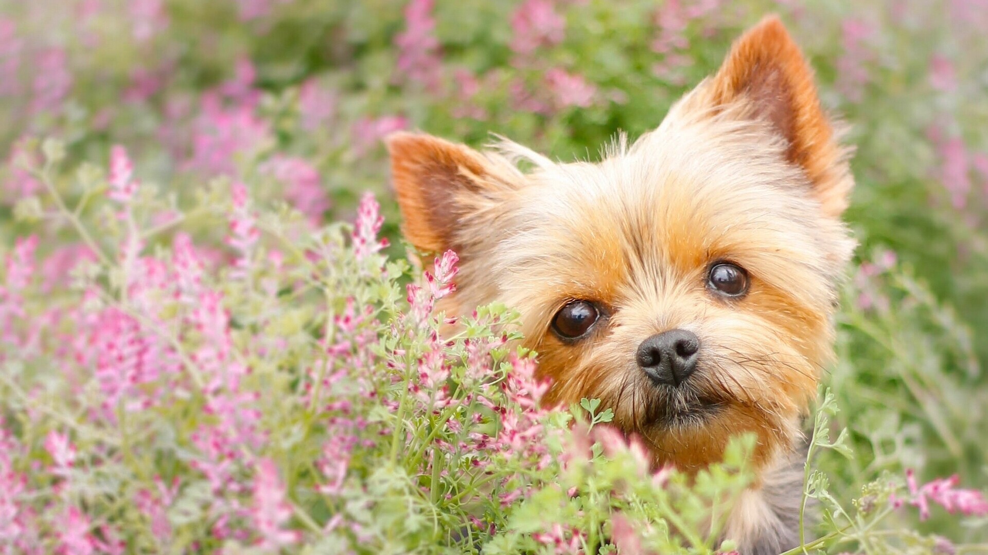 Yorkshire Terrier, Yorkshire terrier desktop wallpaper, Wallpaper, 1920x1080 Full HD Desktop