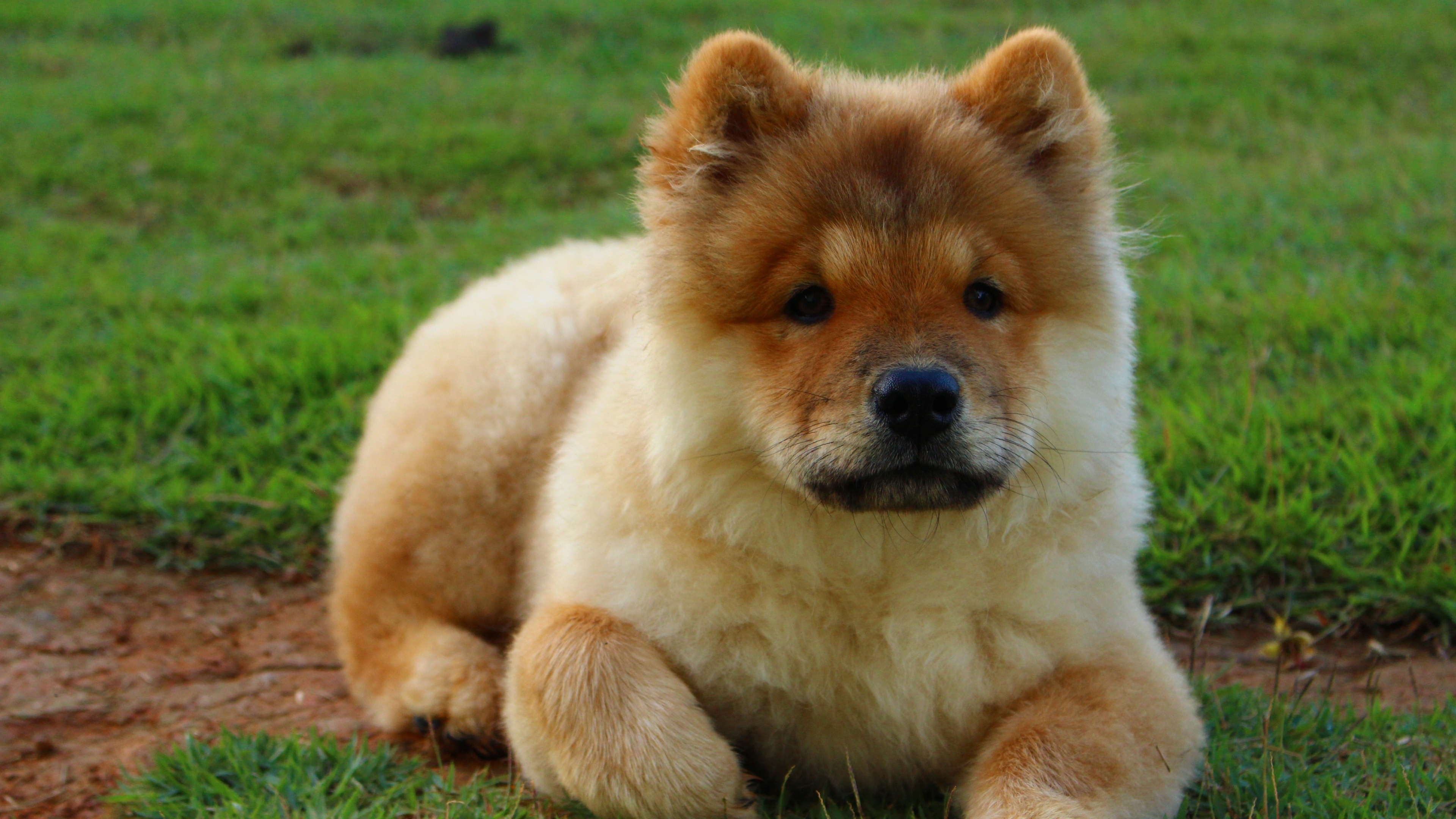 Puppy, Chow Chow Wallpaper, 3840x2160 4K Desktop