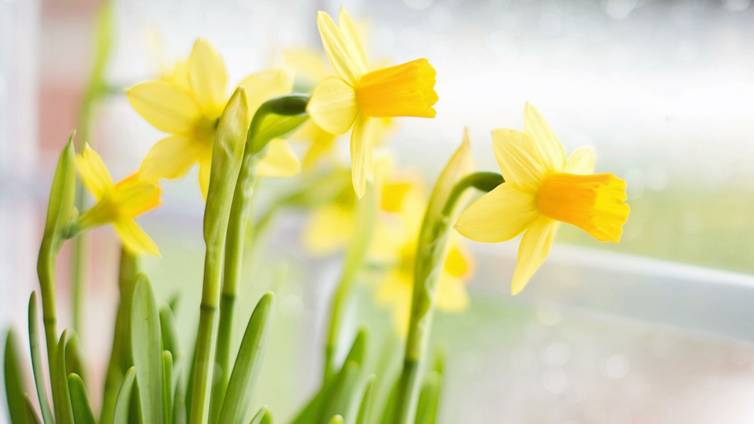 Daffodil variety, Beautiful wallpapers, Stunning nature, Captivating images, 2560x1440 HD Desktop