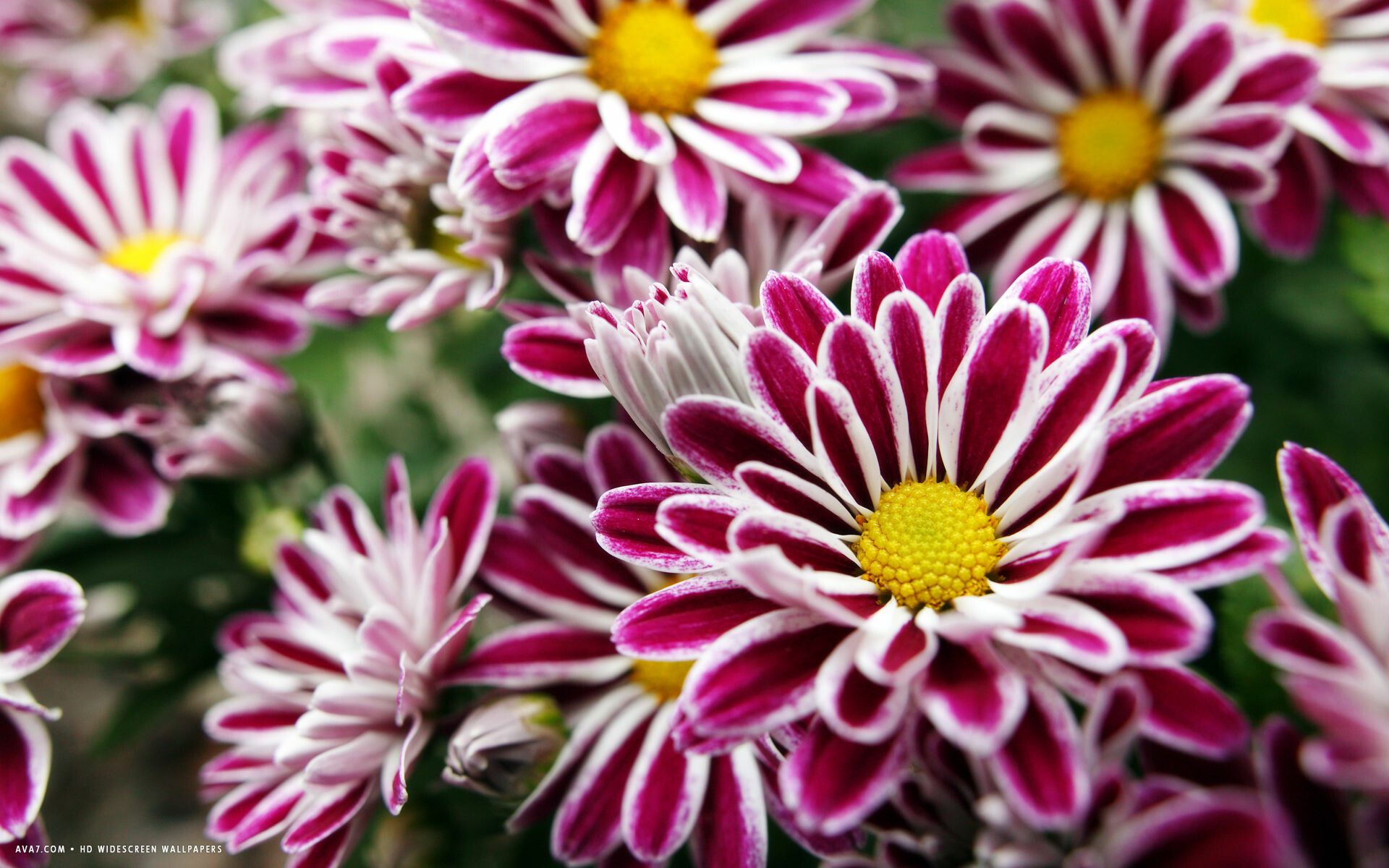 Rainbow Twist, Chrysanthemums Wallpaper, 1920x1200 HD Desktop